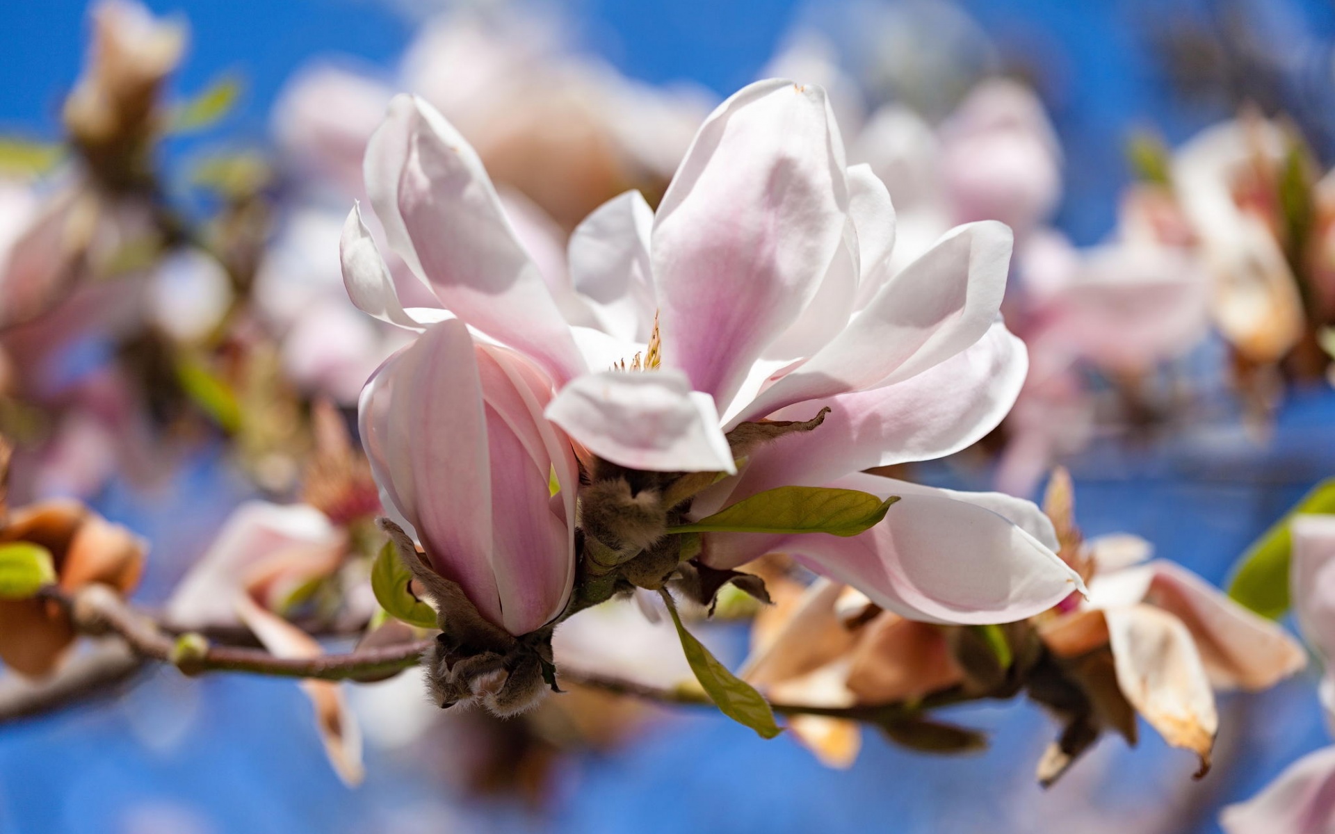 398797 télécharger le fond d'écran terre/nature, magnolia, floraison, fermer, fleur, printemps, fleur blanche, des arbres - économiseurs d'écran et images gratuitement