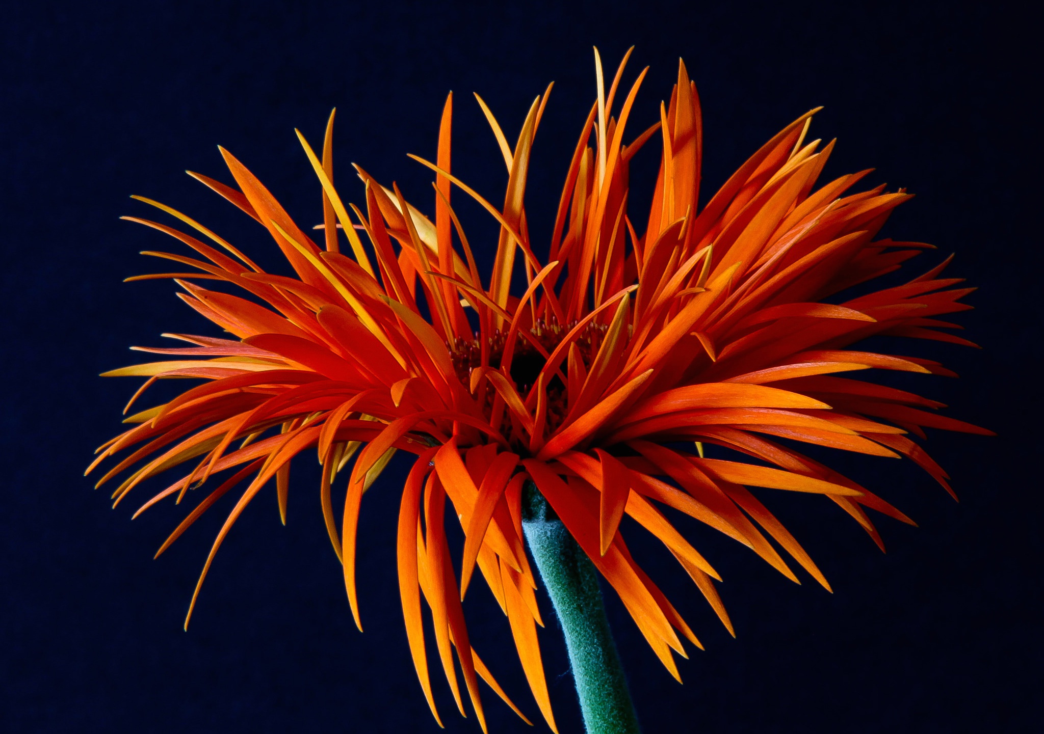 Laden Sie das Blumen, Gerbera, Makro, Erde/natur, Orangene Blume-Bild kostenlos auf Ihren PC-Desktop herunter