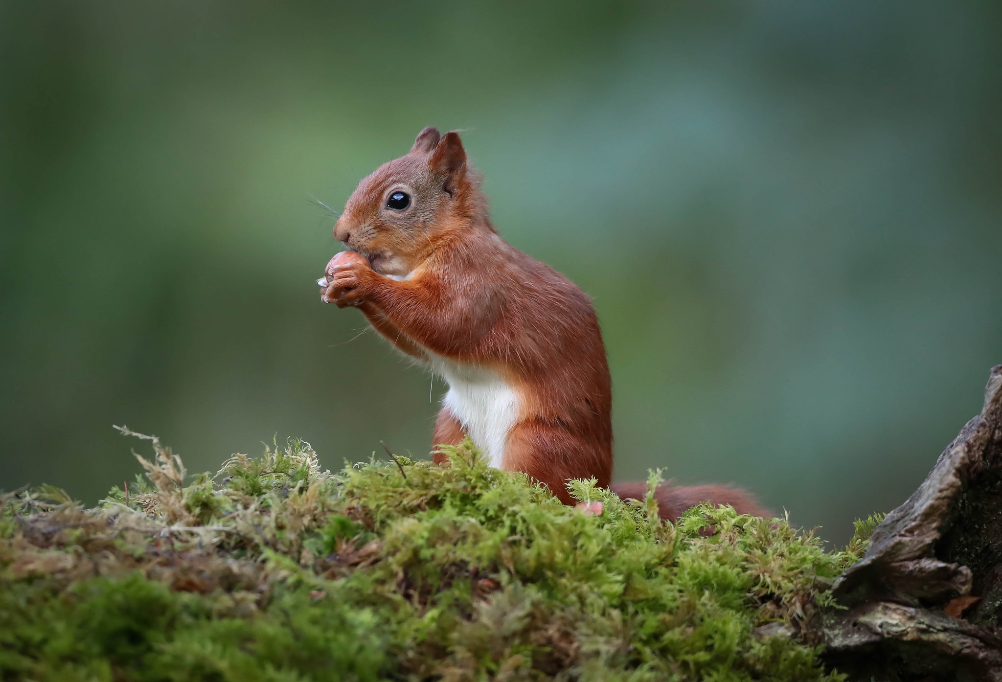Free download wallpaper Squirrel, Animal, Rodent on your PC desktop