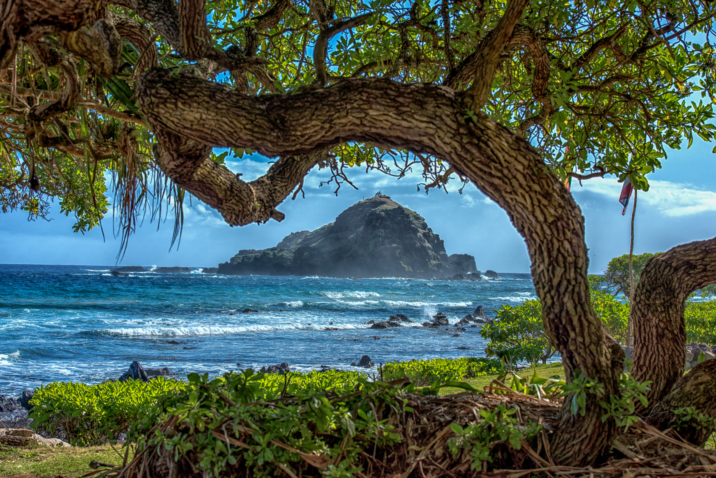 Скачать картинку Море, Дерево, Океан, Гавайи, Береговая Линия, Земля/природа в телефон бесплатно.