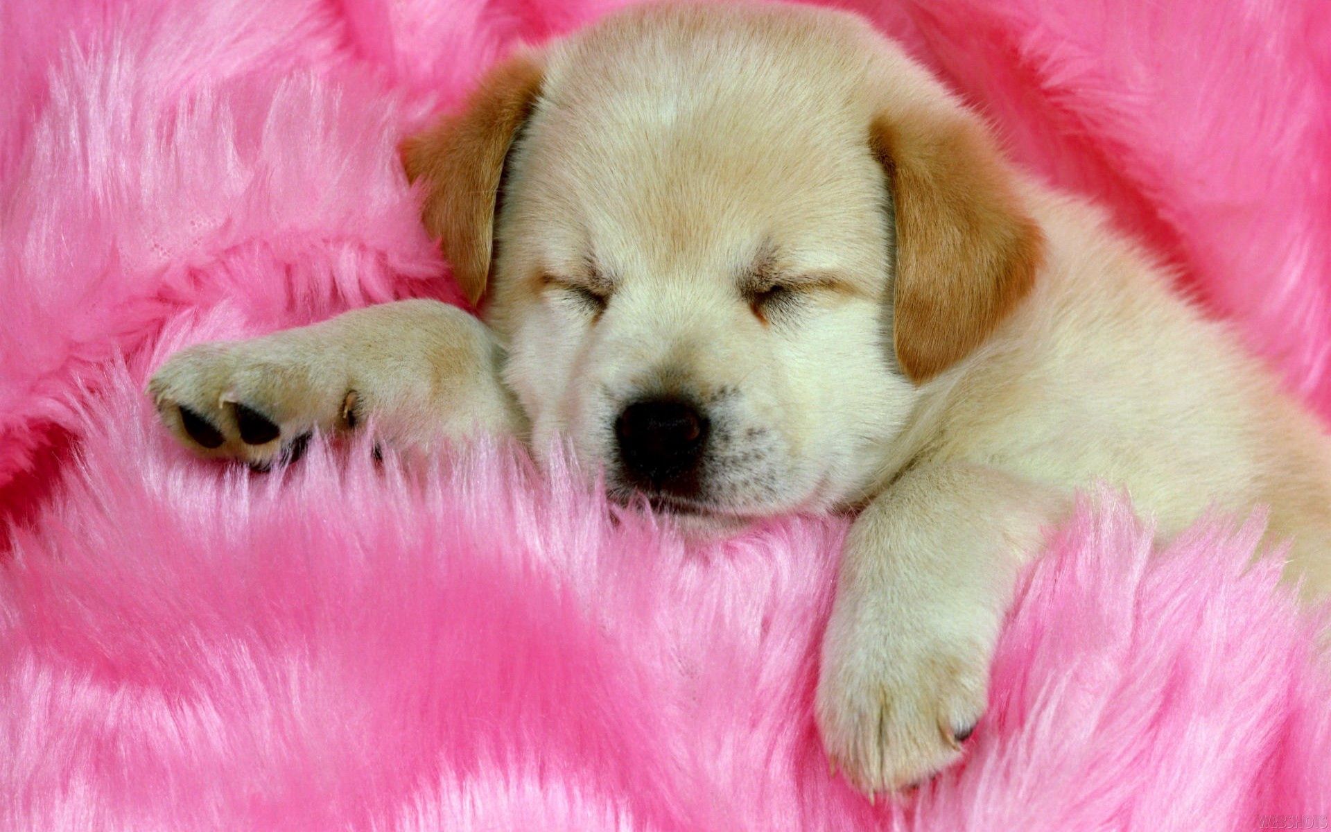 Download mobile wallpaper To Lie Down, Lie, Dog, Animals, Muzzle, Puppy for free.