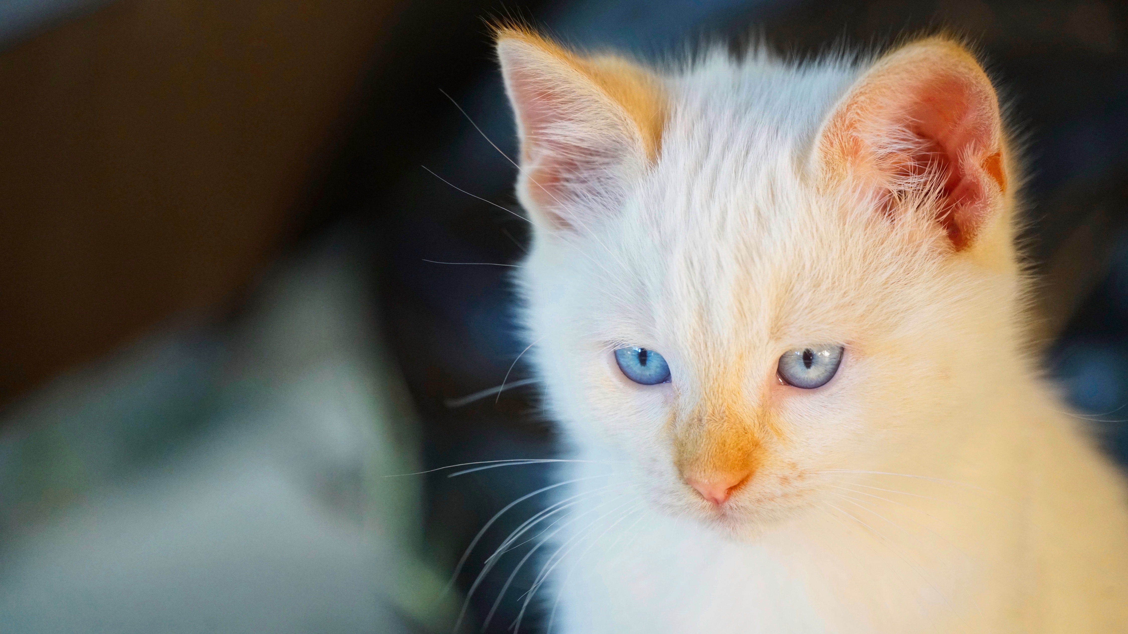 Handy-Wallpaper Tiere, Katzen, Katze, Kätzchen, Tierbaby kostenlos herunterladen.