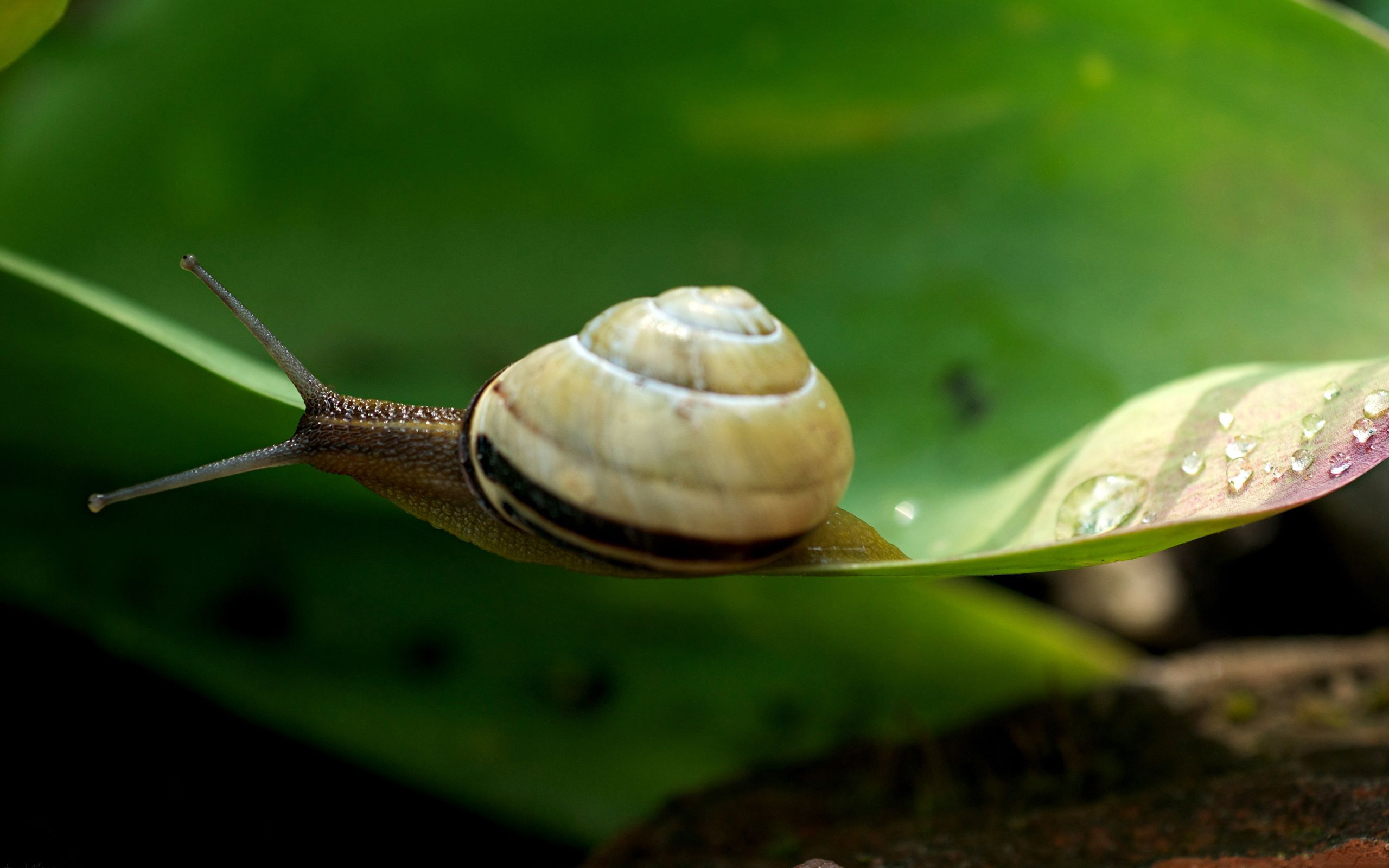 animal, snail