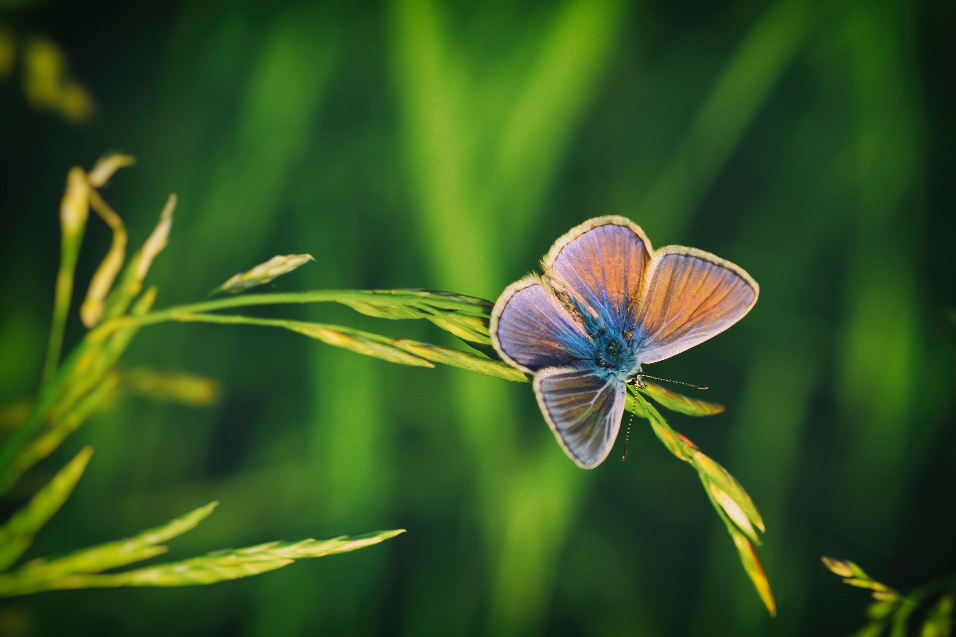 Descarga gratuita de fondo de pantalla para móvil de Animales, Naturaleza, Insecto, Mariposa.