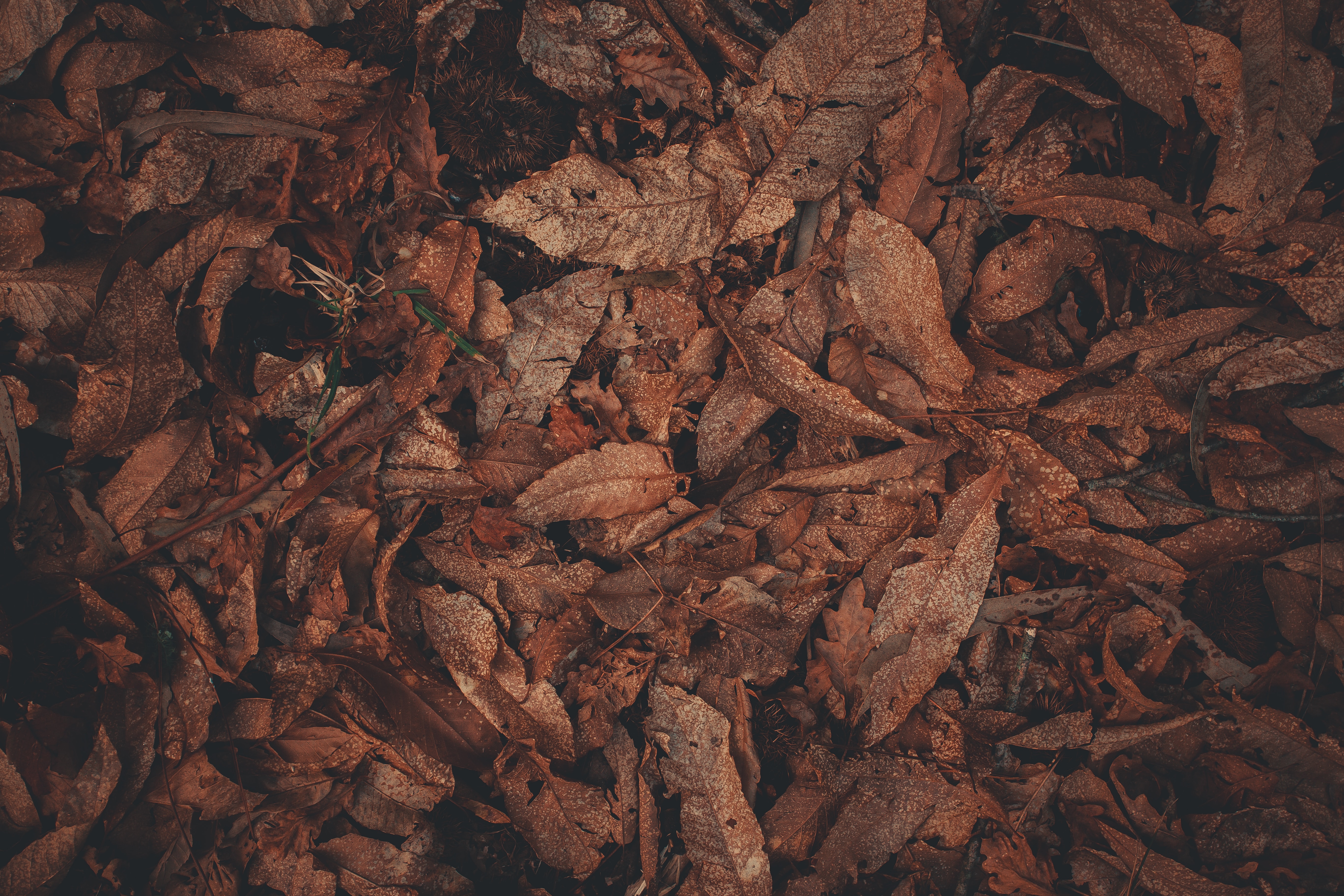 leaves, macro, brown, dry