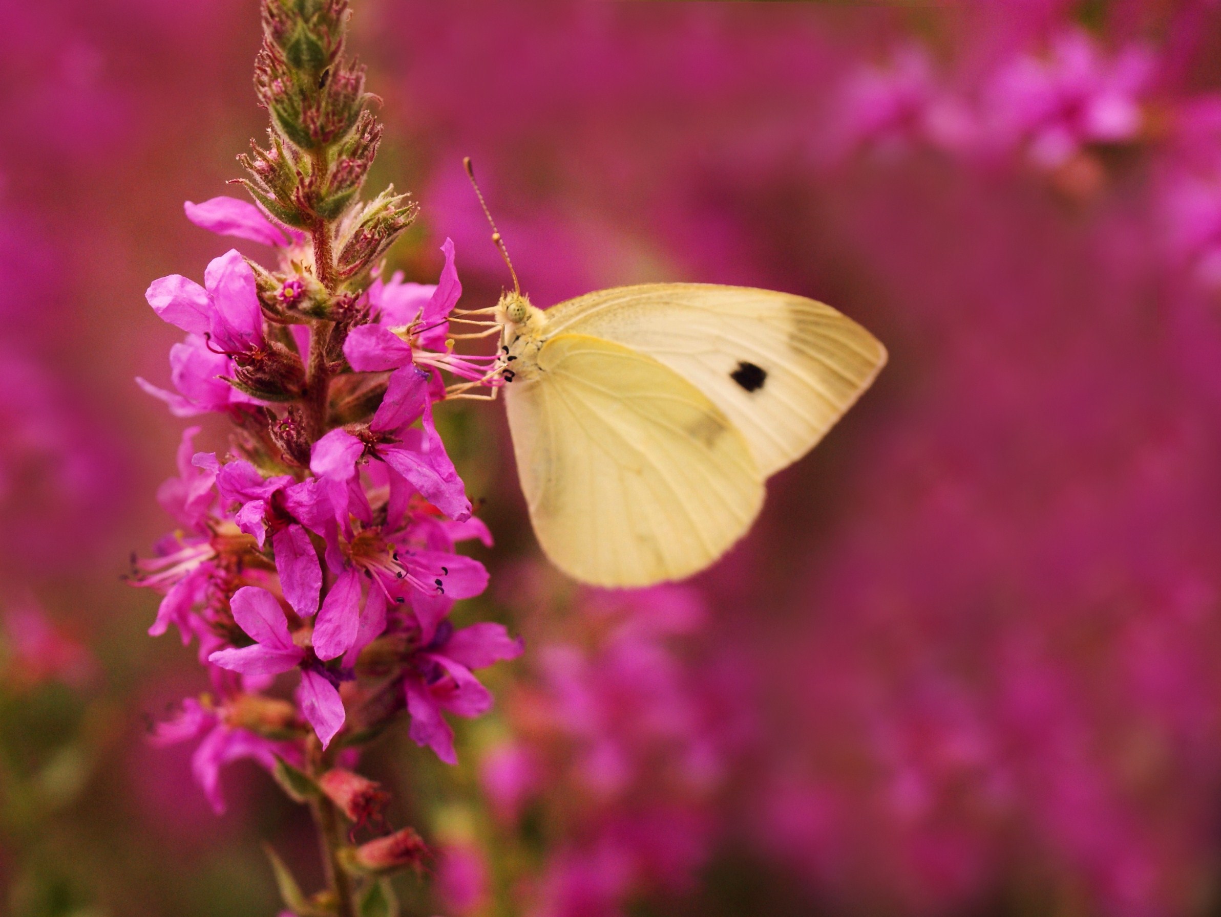 Free download wallpaper Butterfly, Animal on your PC desktop