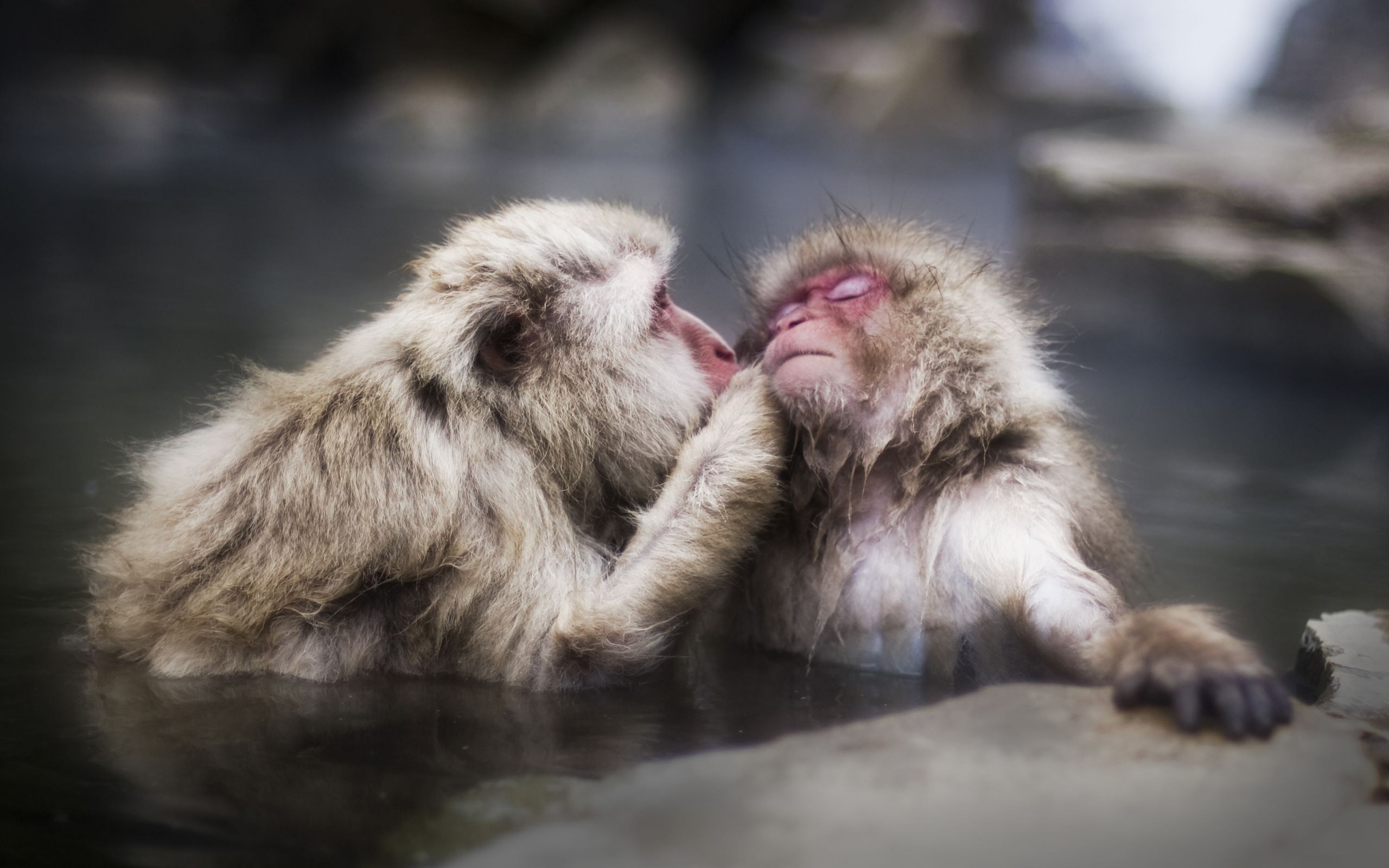 287136 baixar imagens animais, macaco japonês, macacos - papéis de parede e protetores de tela gratuitamente