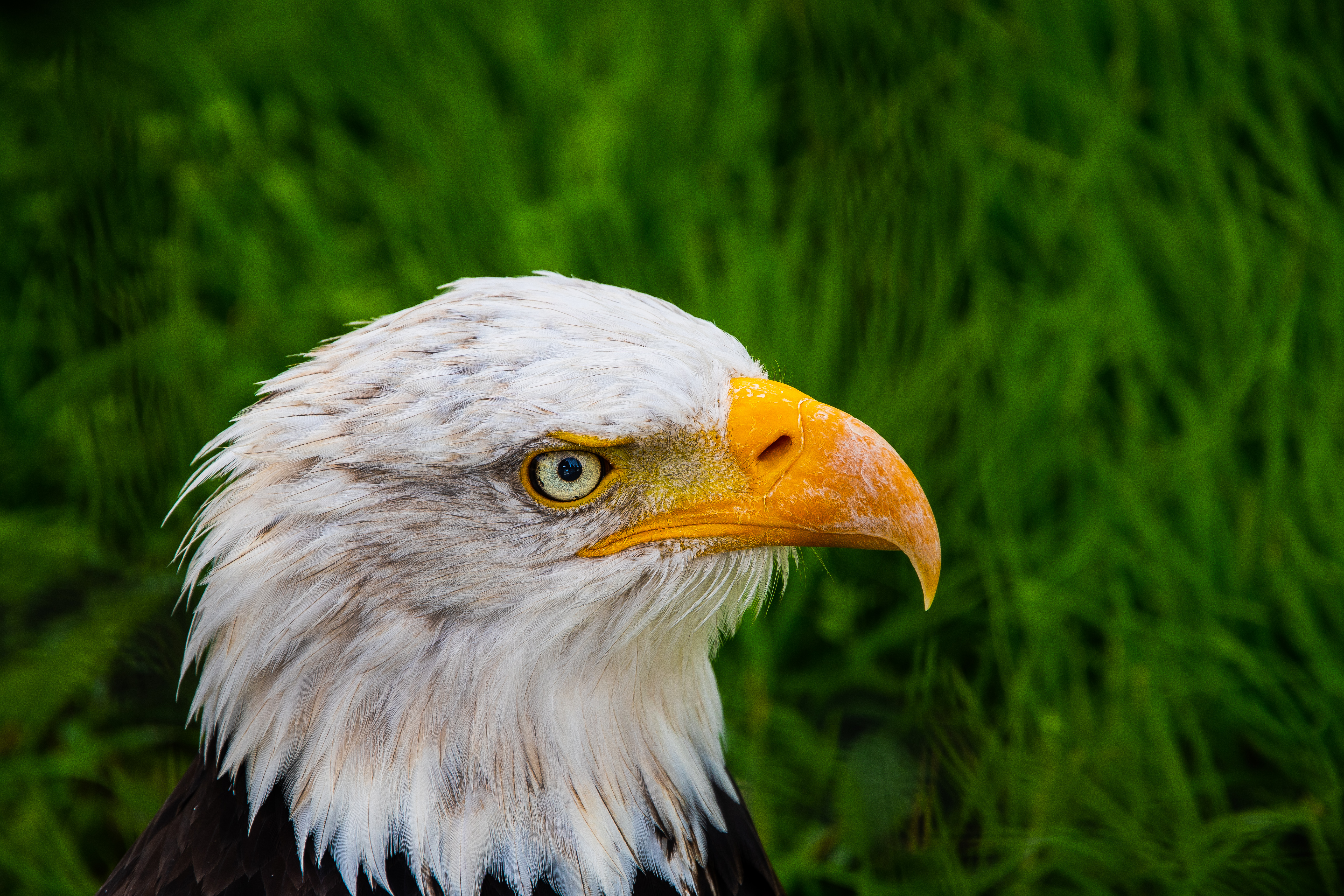 Free download wallpaper Nature, Birds, Bird, Close Up, Animal, Eagle, Bald Eagle on your PC desktop
