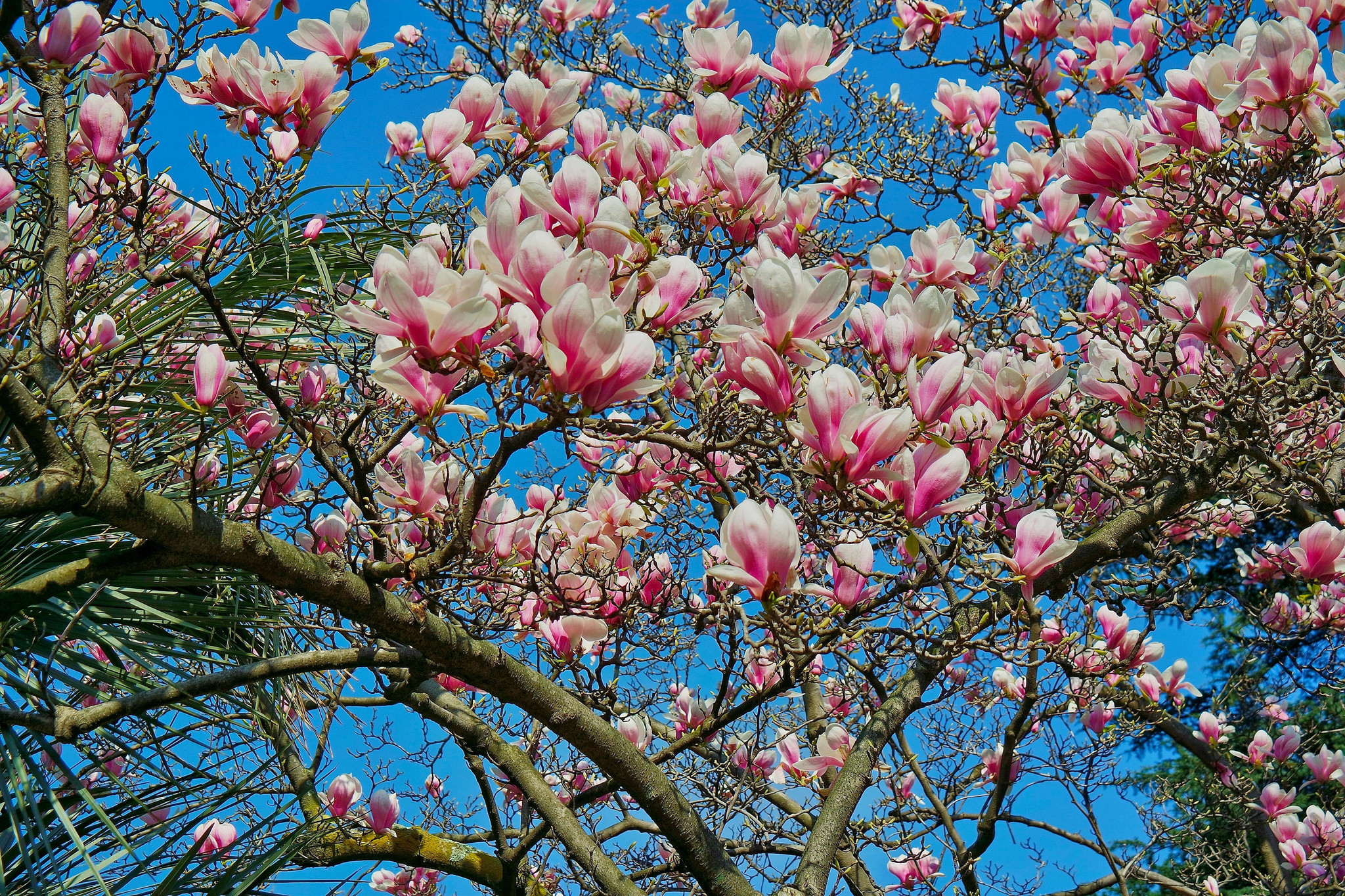 PCデスクトップに自然, フラワーズ, 花, ブランチ, 地球, 春, ピンクの花画像を無料でダウンロード