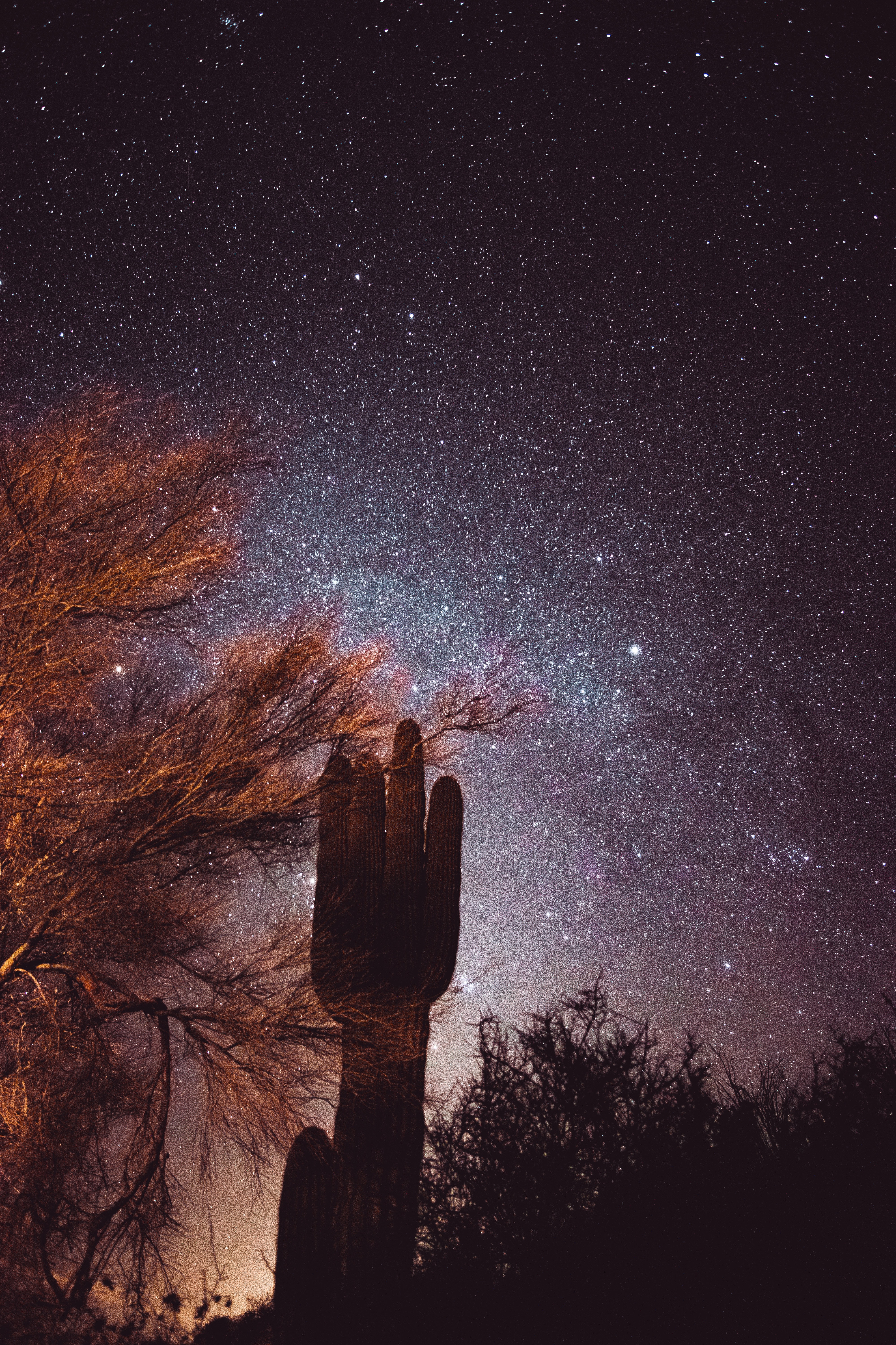 nature, cactus, trees, stars, night, starry sky HD wallpaper