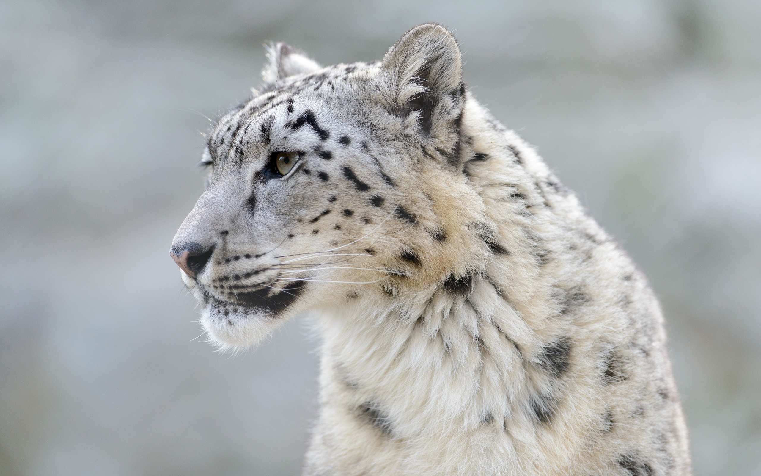 Mobile Wallpaper Snow Leopard 
