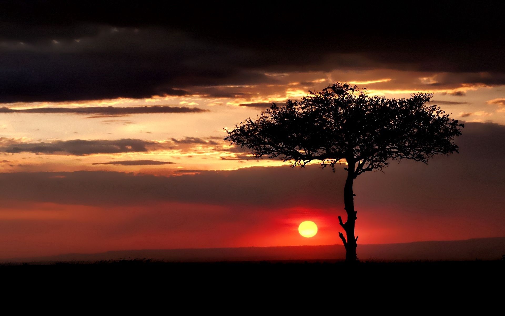 sun, savanna, nature, sunset, wood, tree, evening, lonely