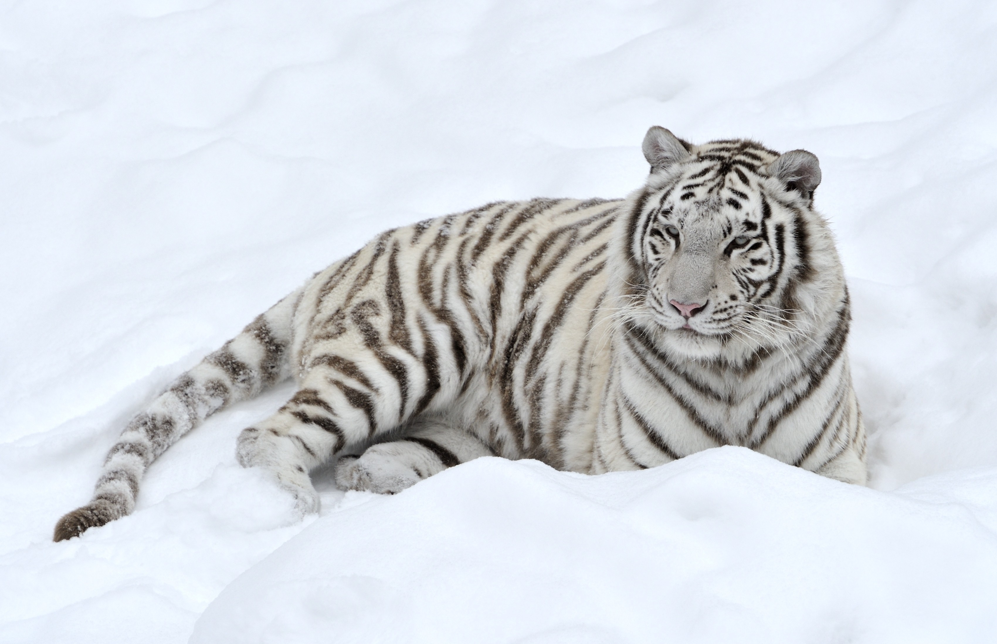 295920 Bildschirmschoner und Hintergrundbilder Weißer Tiger auf Ihrem Telefon. Laden Sie  Bilder kostenlos herunter