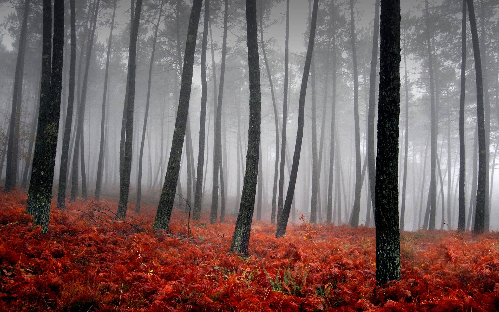 fog, forest, earth, nature, tree