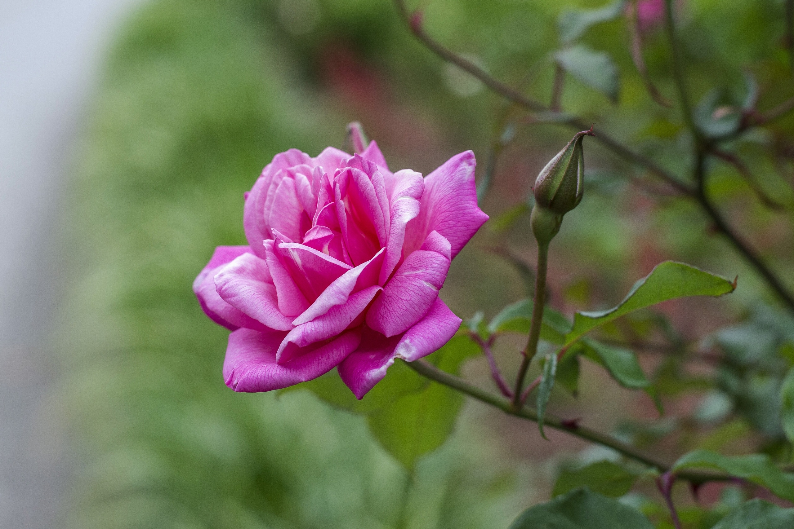 Téléchargez gratuitement l'image Fleurs, Fleur, Rose, Terre/nature sur le bureau de votre PC