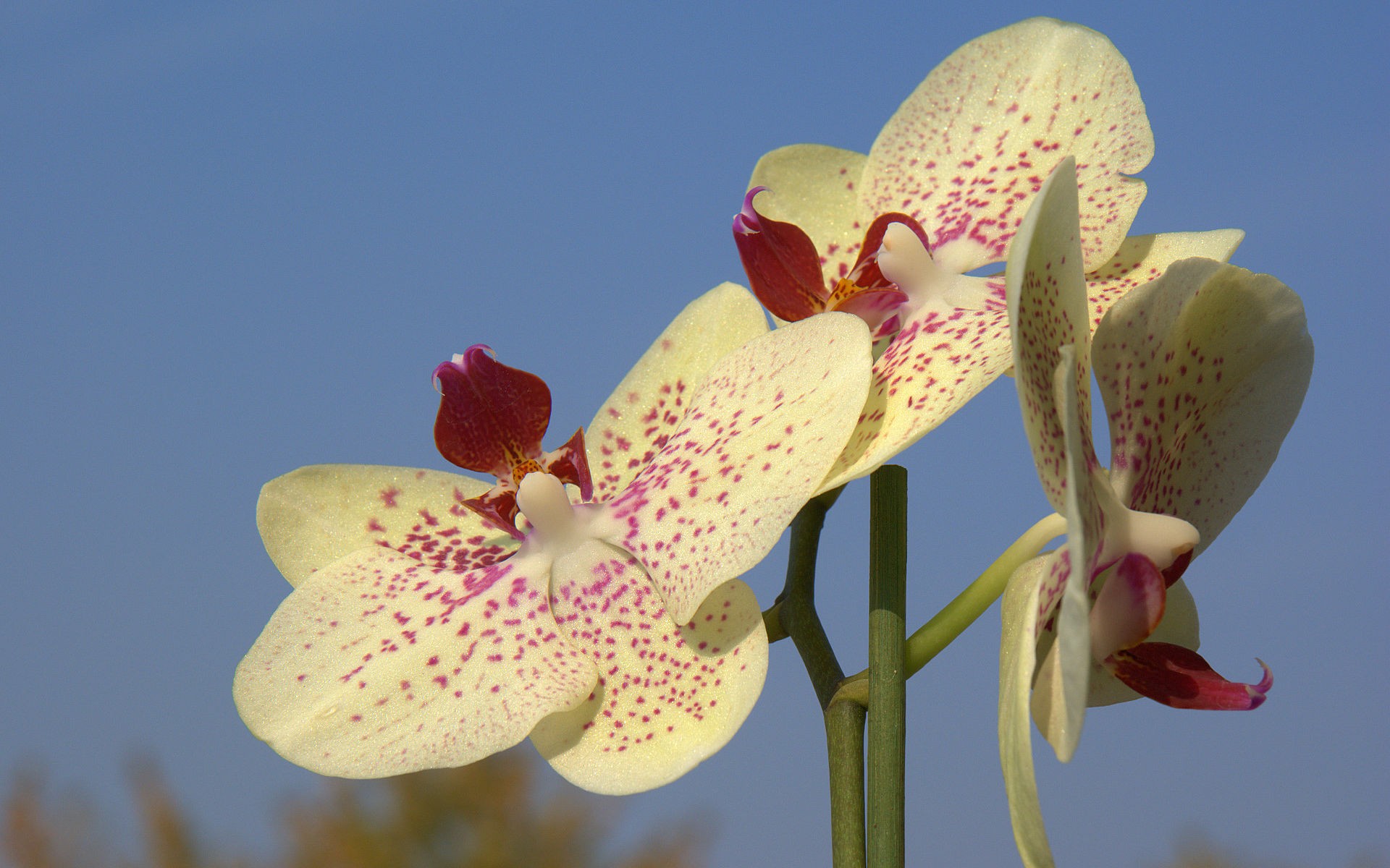Descarga gratis la imagen Orquídea, Flores, Tierra/naturaleza en el escritorio de tu PC