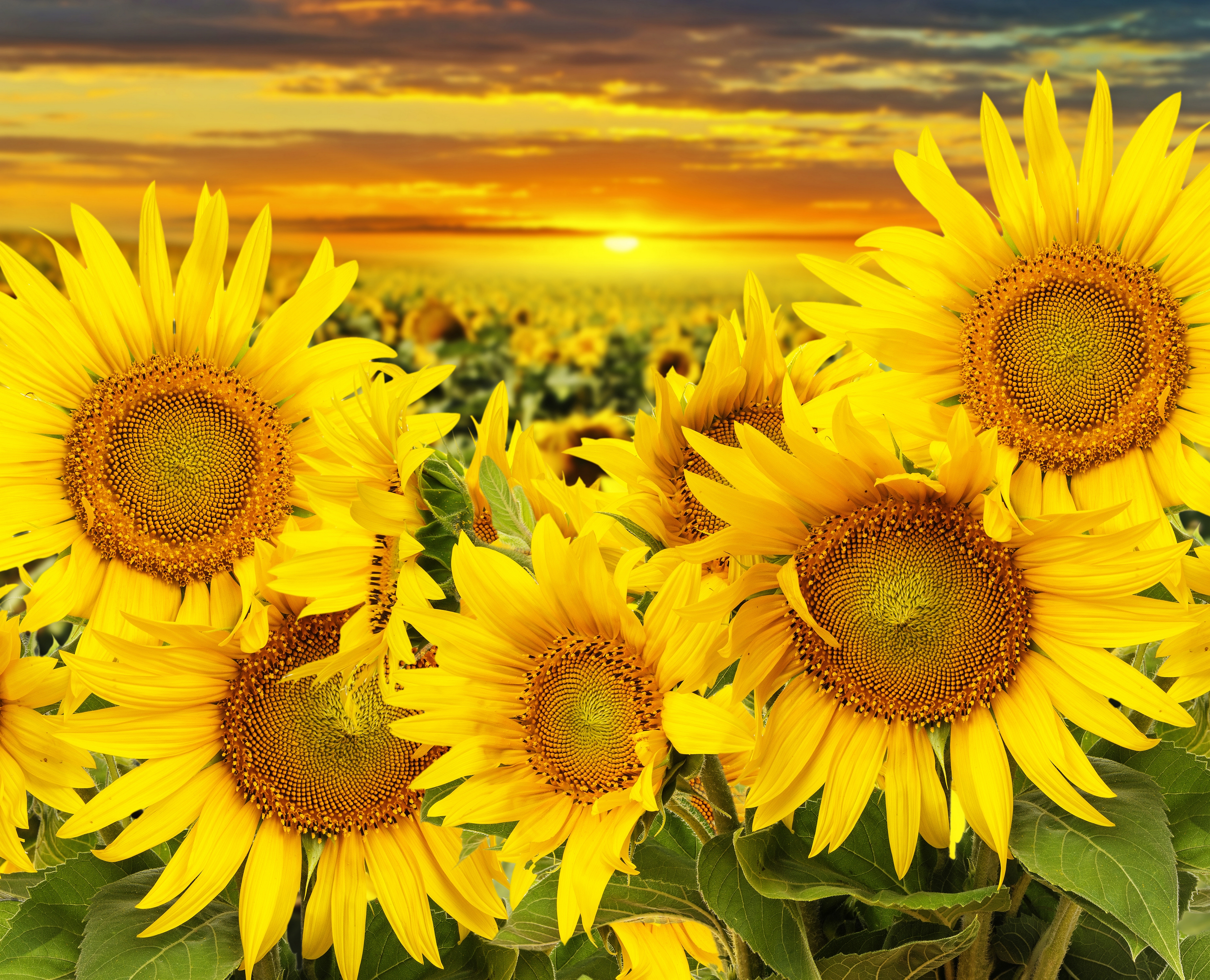 Download mobile wallpaper Nature, Flowers, Summer, Flower, Sunrise, Earth, Field, Sunflower, Yellow Flower for free.