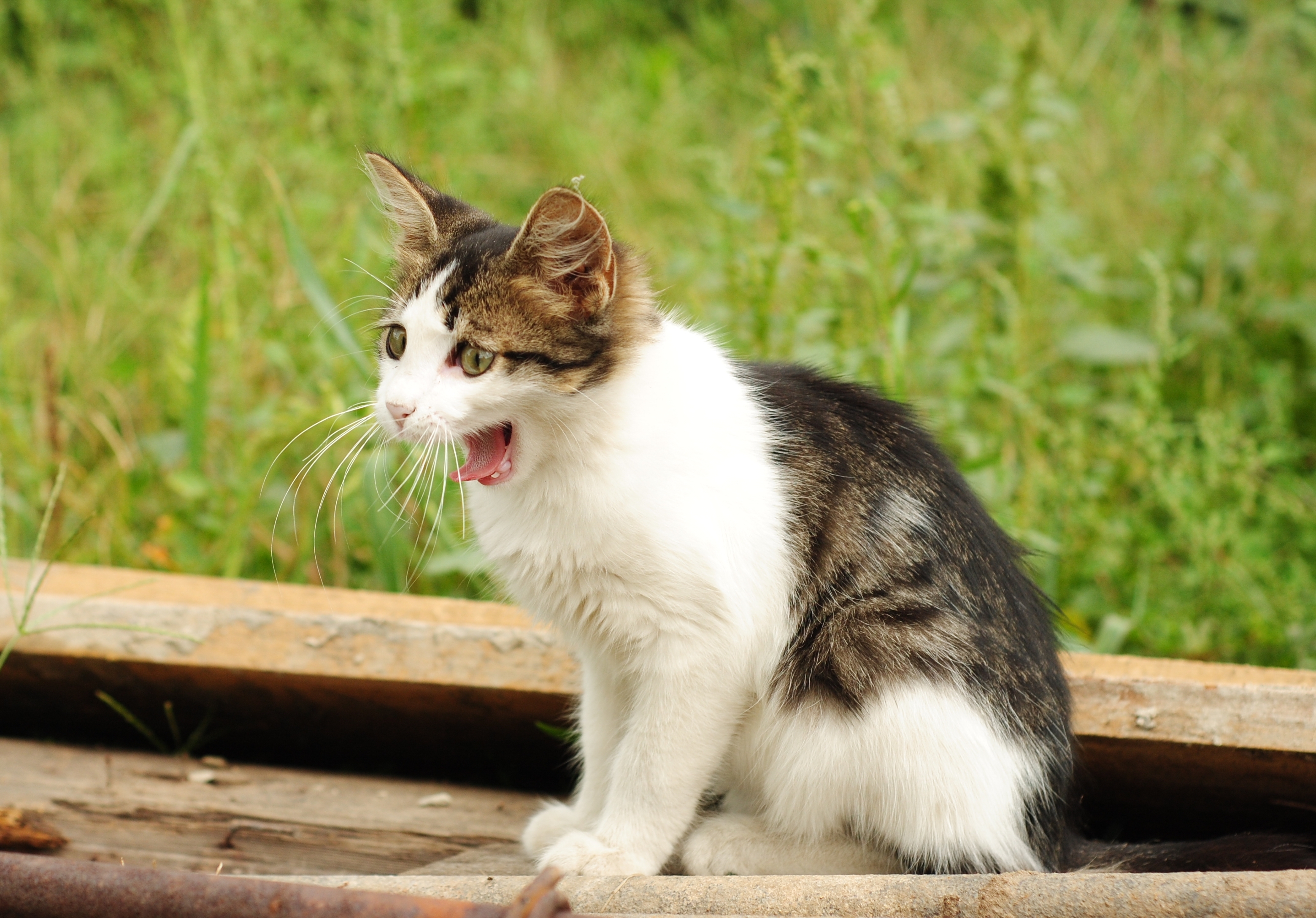 Download mobile wallpaper Kitty, Spotted, Spotty, To Yawn, Yawn, Grass, Animals, Kitten for free.