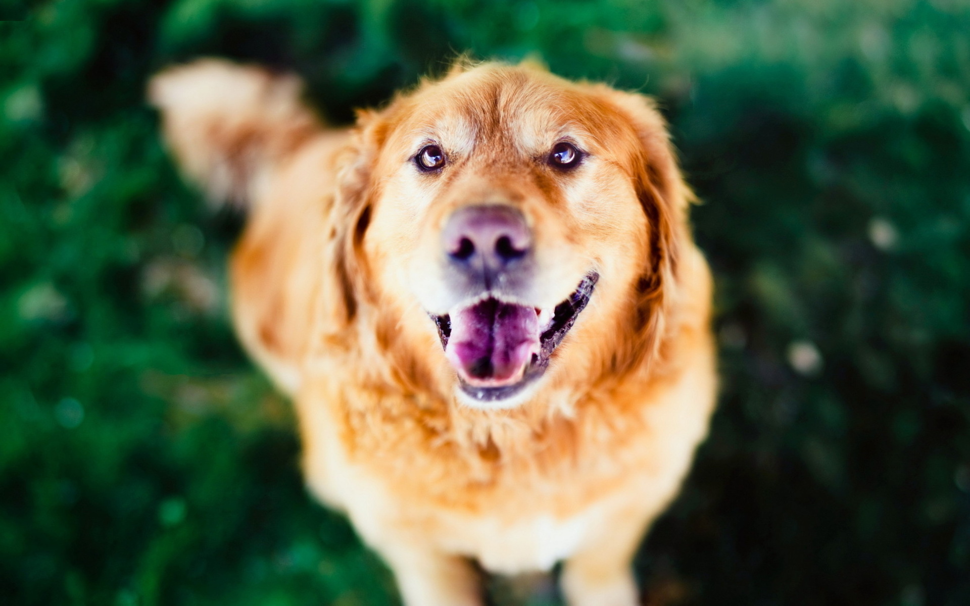 Baixar papel de parede para celular de Animais, Cães, Cão gratuito.