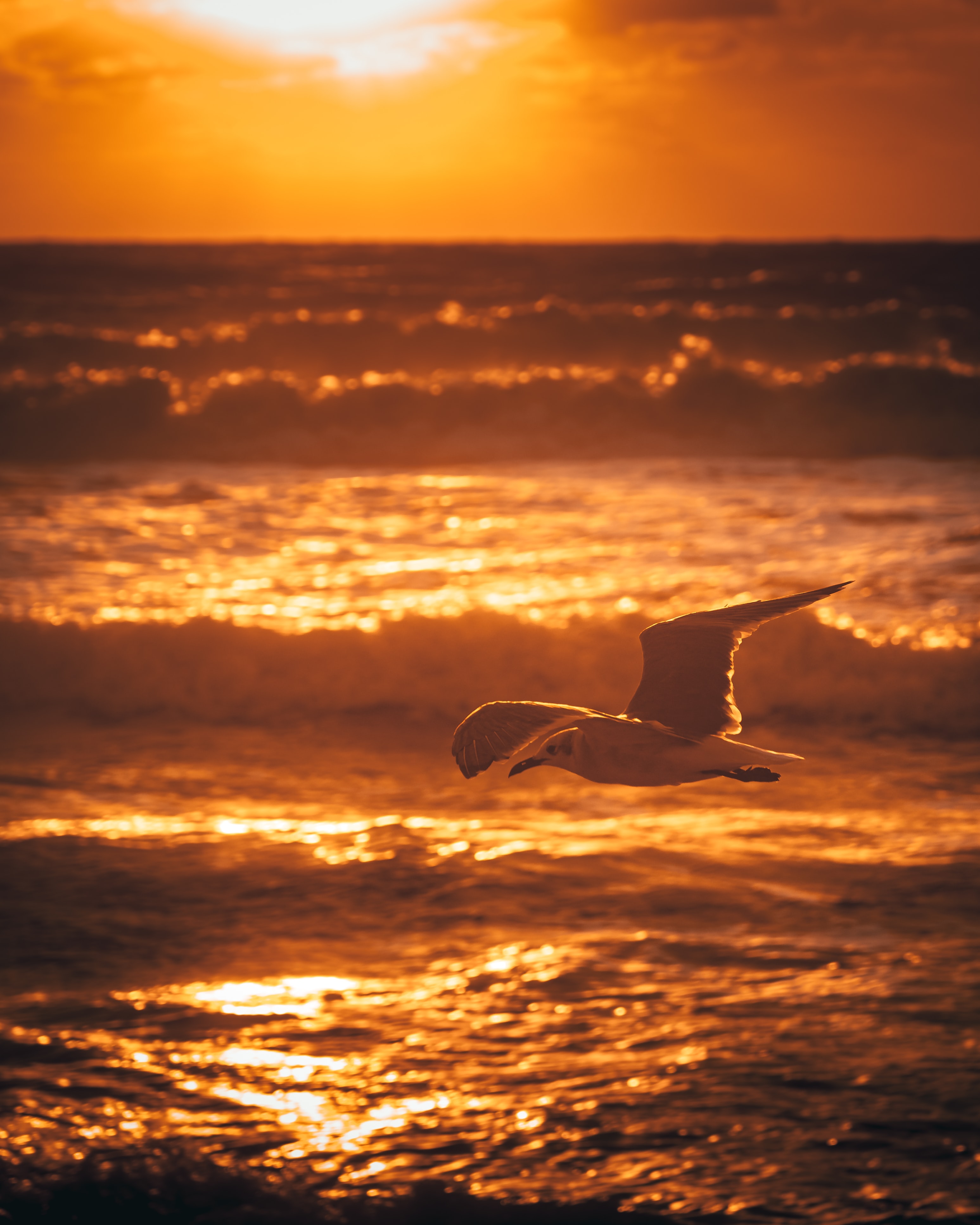 Download mobile wallpaper Gull, Sea, Seagull, Animals, Water, Sunset, Bird for free.