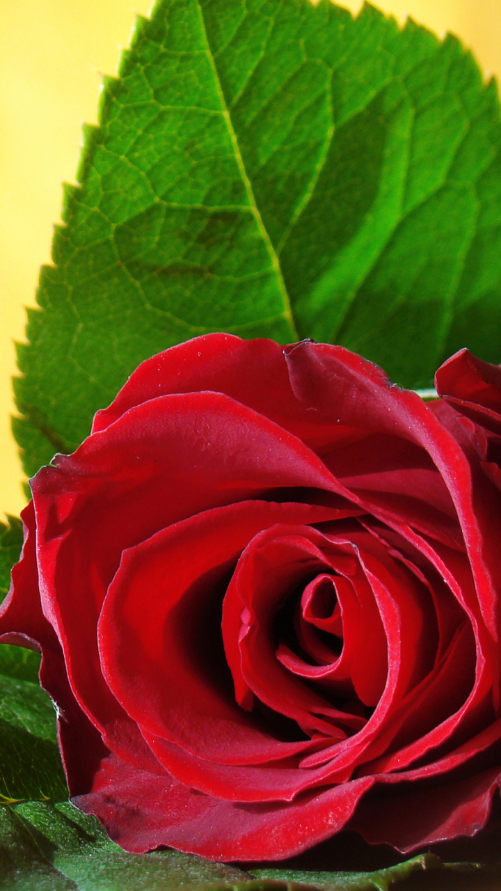 Download mobile wallpaper Flowers, Flower, Rose, Earth, Red Rose for free.