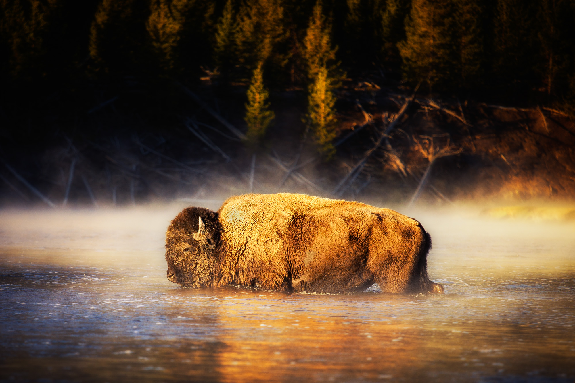 animal, american bison