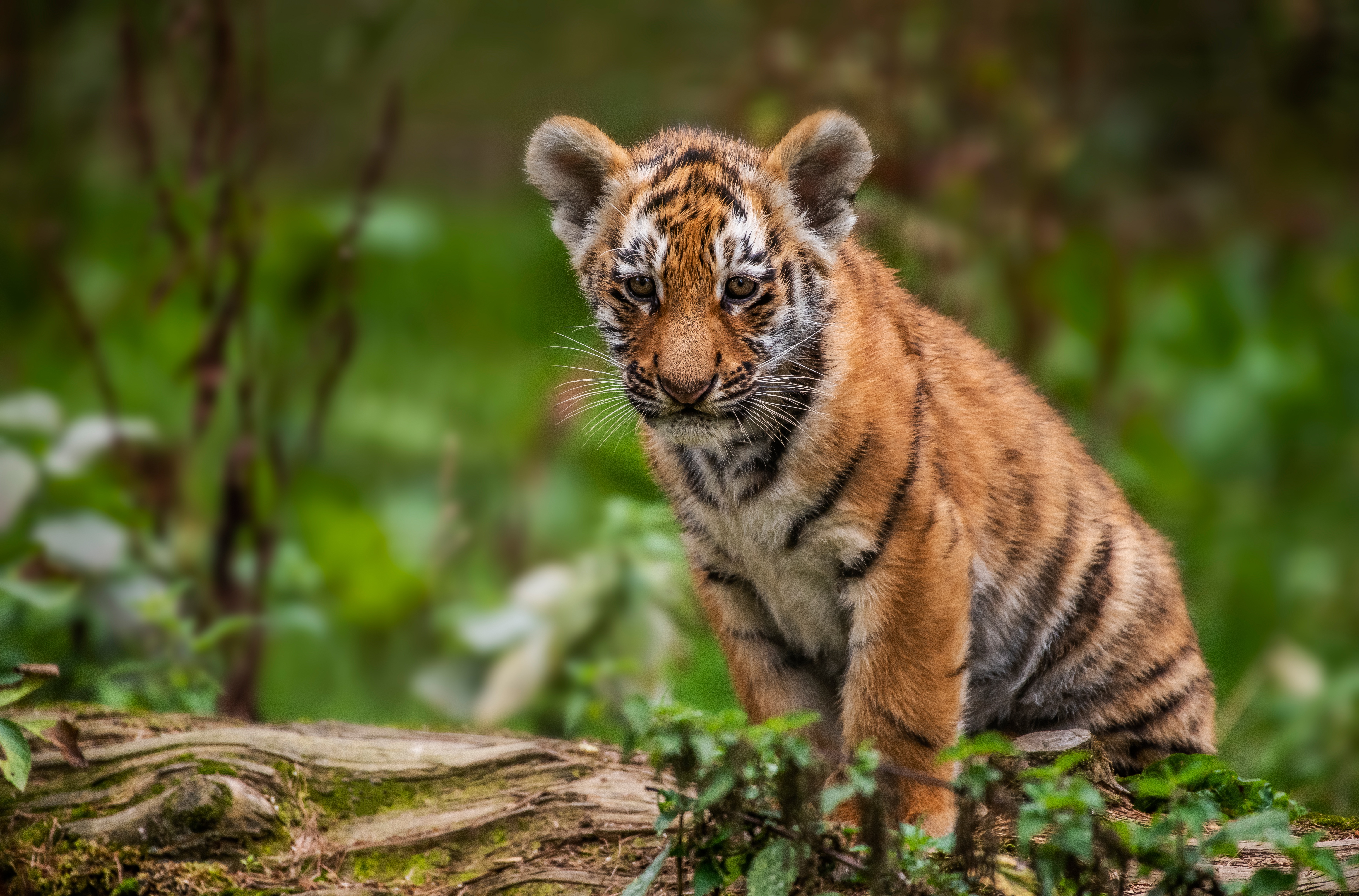 Baixar papel de parede para celular de Animais, Gatos, Tigre, Animal Bebê, Filhote gratuito.