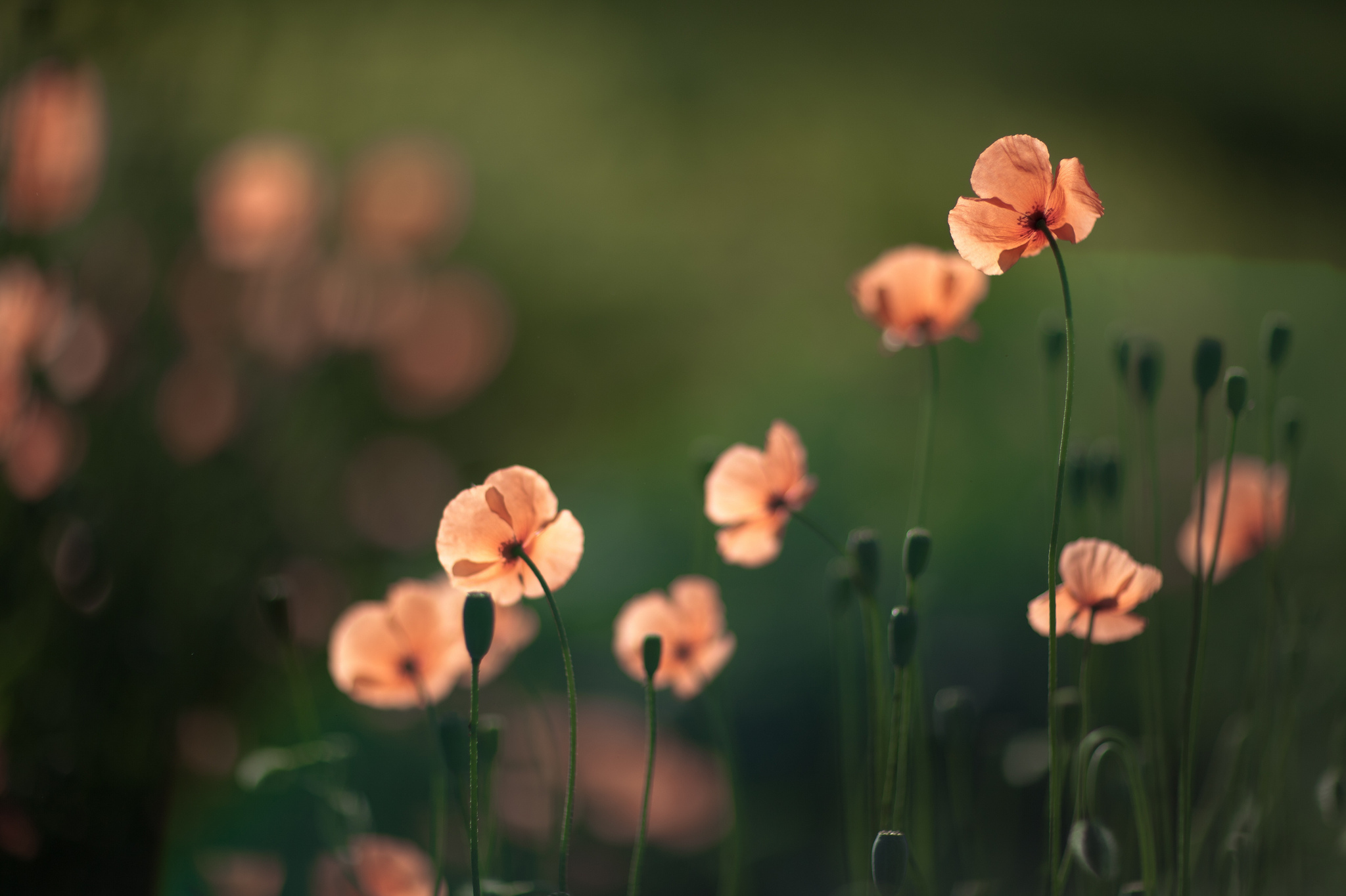 Free download wallpaper Flowers, Earth, Poppy on your PC desktop