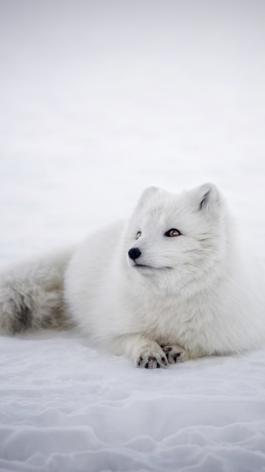 Download mobile wallpaper Dogs, Snow, Fox, Animal, Arctic Fox, Lying Down for free.