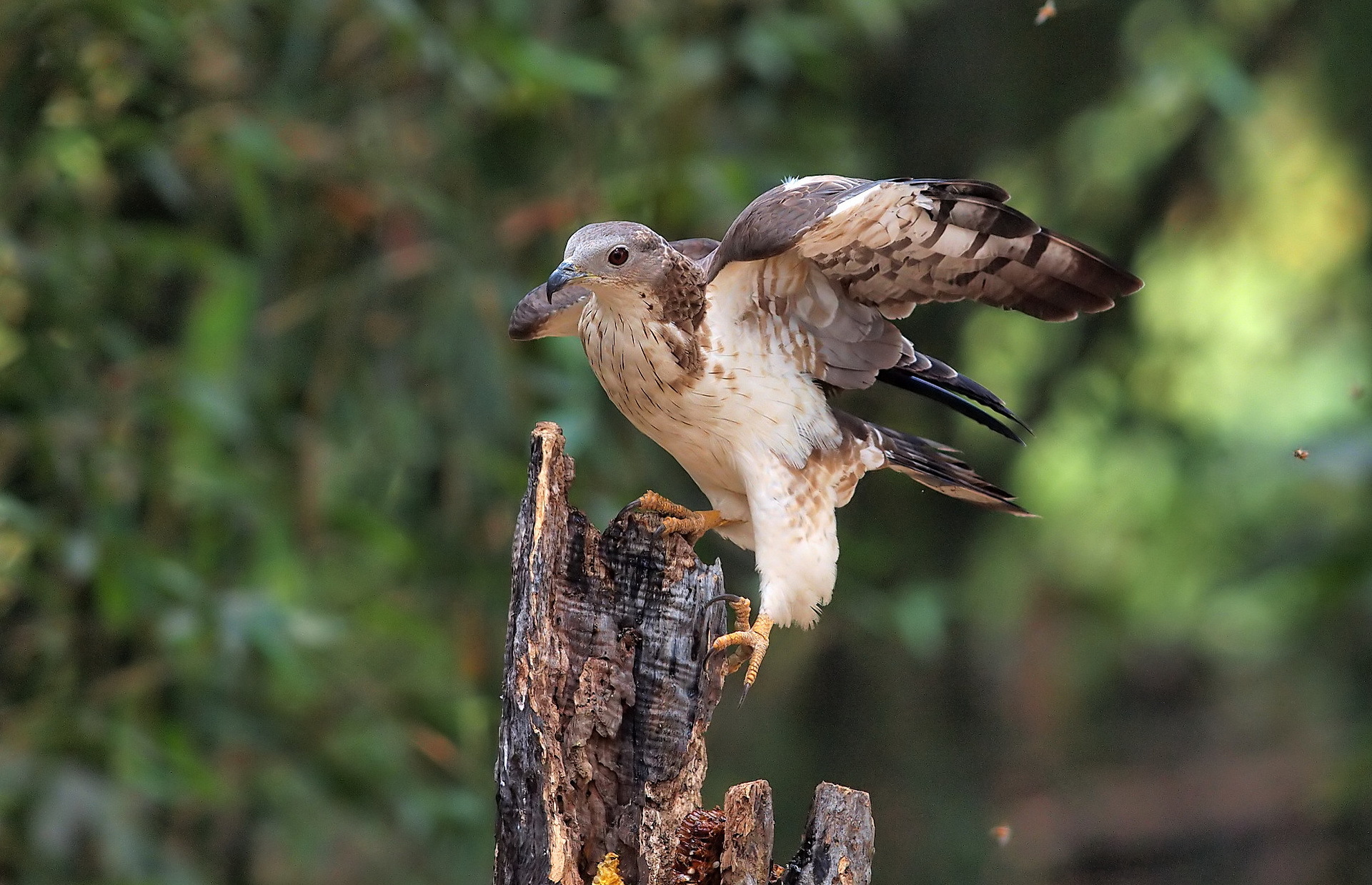 Free download wallpaper Bird, Birds, Animal on your PC desktop