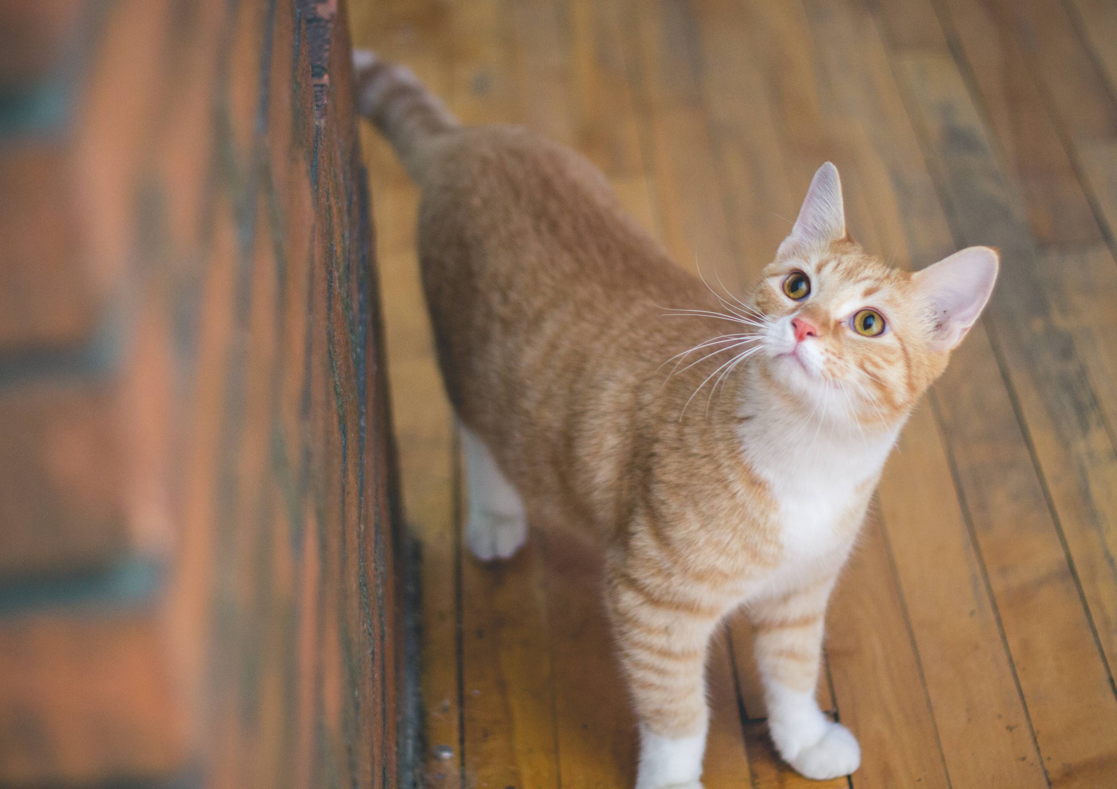 Baixe gratuitamente a imagem Animais, Gatos, Gato na área de trabalho do seu PC