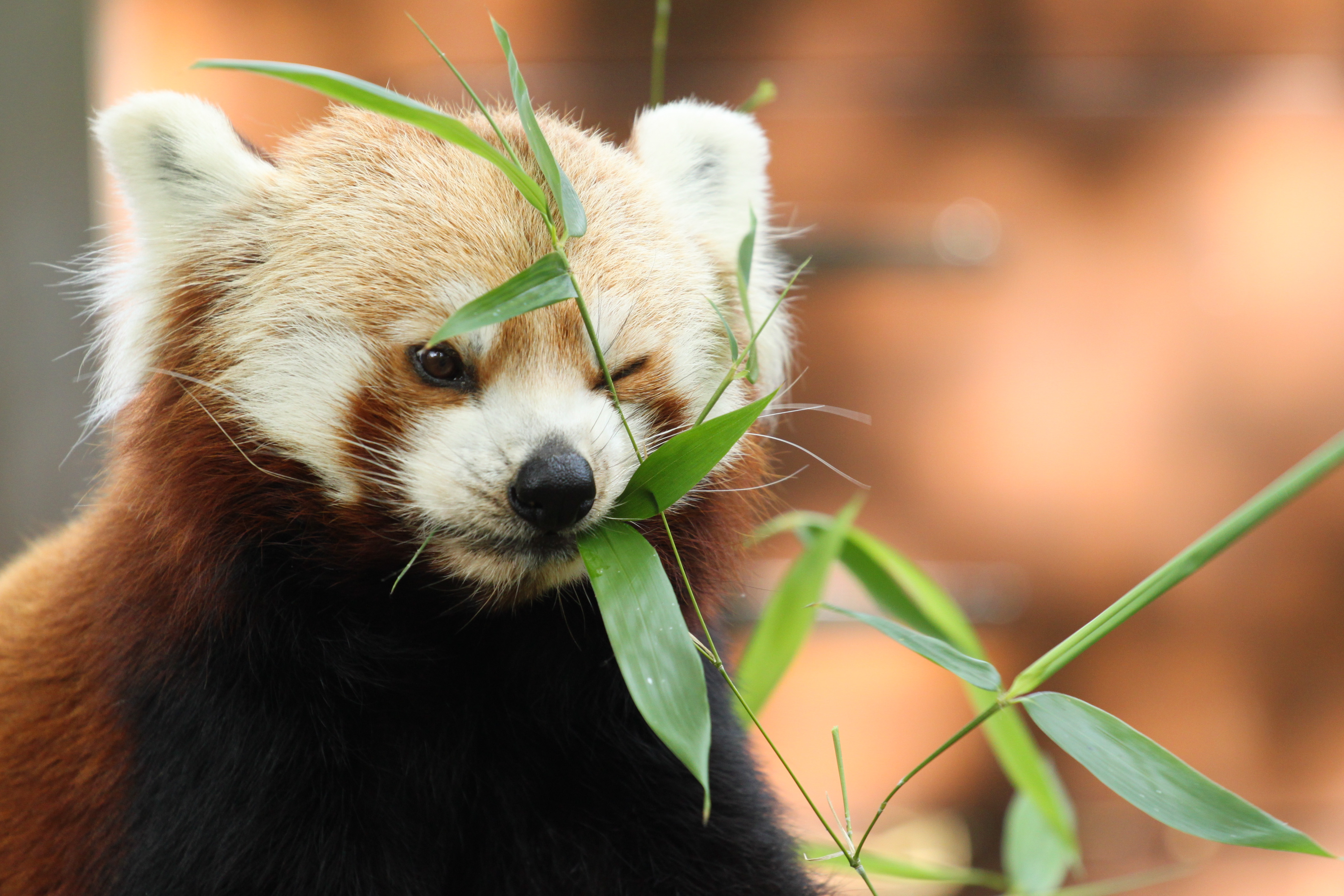 Handy-Wallpaper Tiere, Kleiner Panda kostenlos herunterladen.