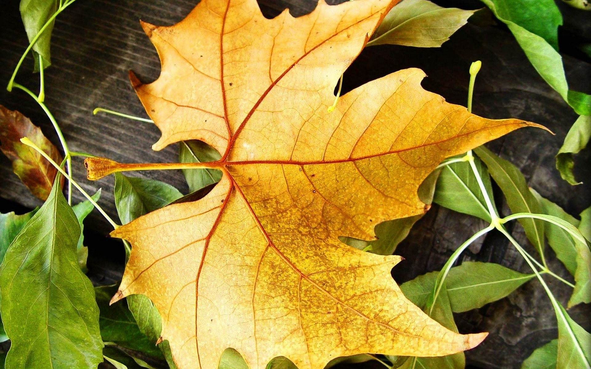 Скачать обои бесплатно Листья, Фон, Растения, Осень картинка на рабочий стол ПК