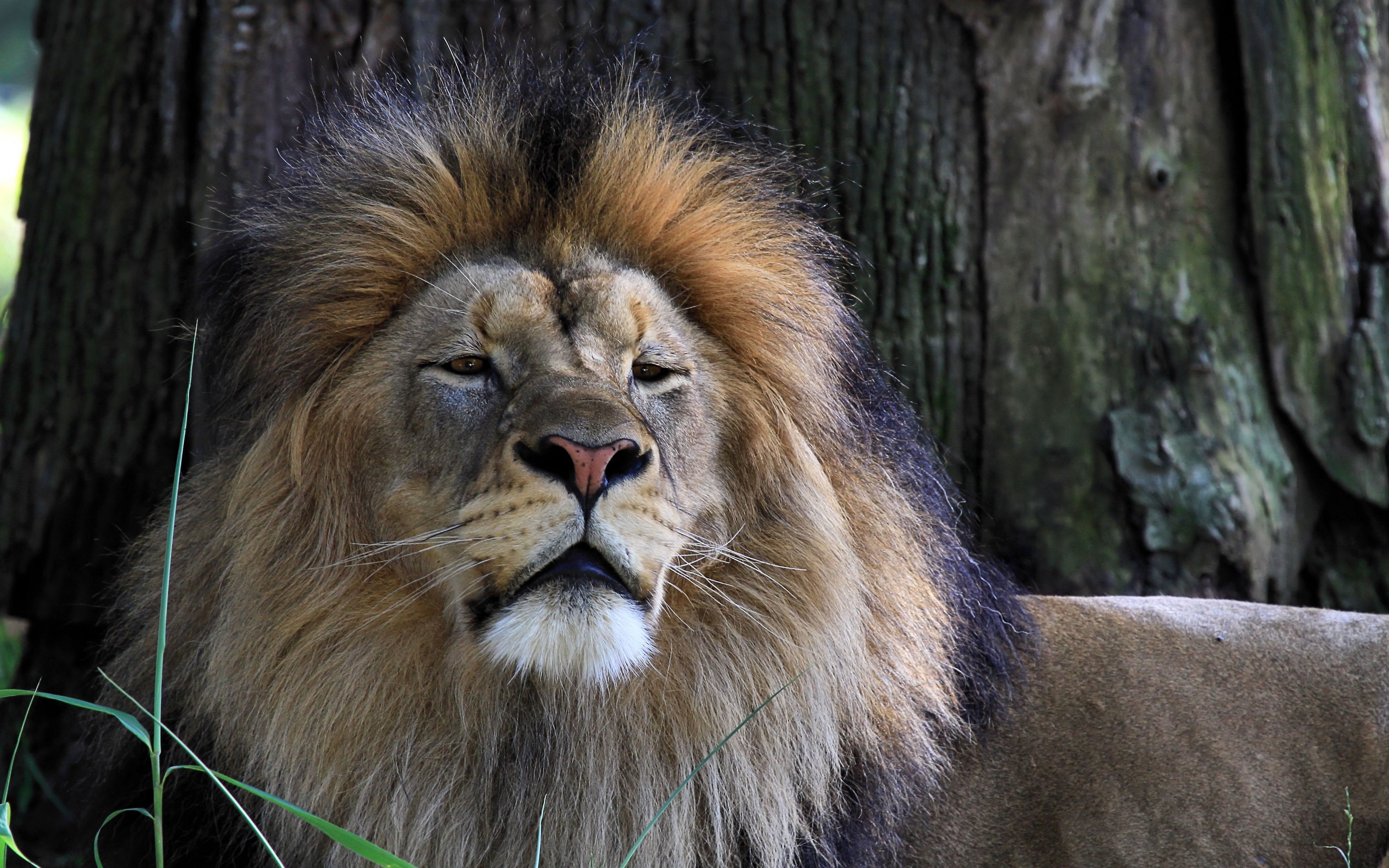 Téléchargez des papiers peints mobile Animaux, Chats, Lion gratuitement.