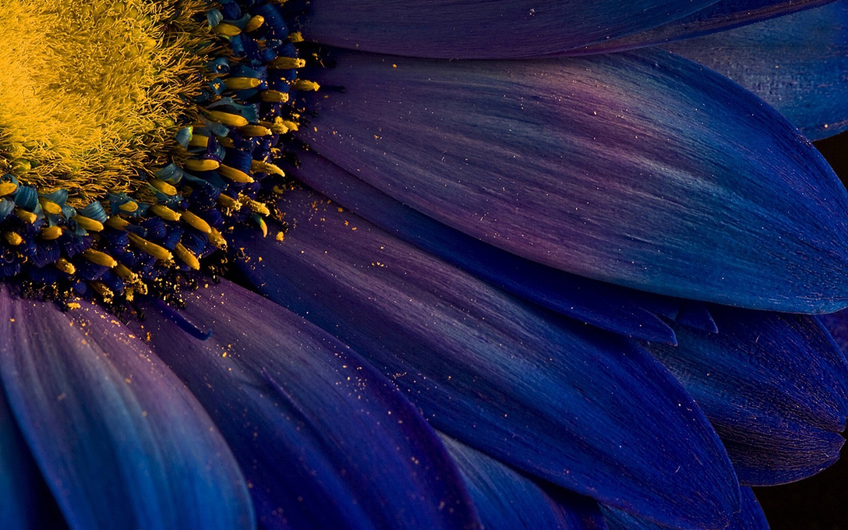 Téléchargez gratuitement l'image Fleurs, Macro, Pétale, Marguerite, Terre/nature, Fleur Bleue sur le bureau de votre PC