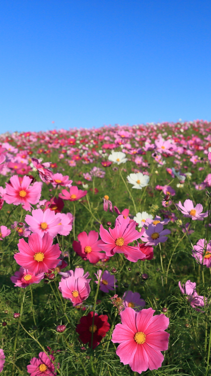 無料モバイル壁紙自然, フラワーズ, 宇宙, 花, 地球, 牧草地, ピンクの花をダウンロードします。