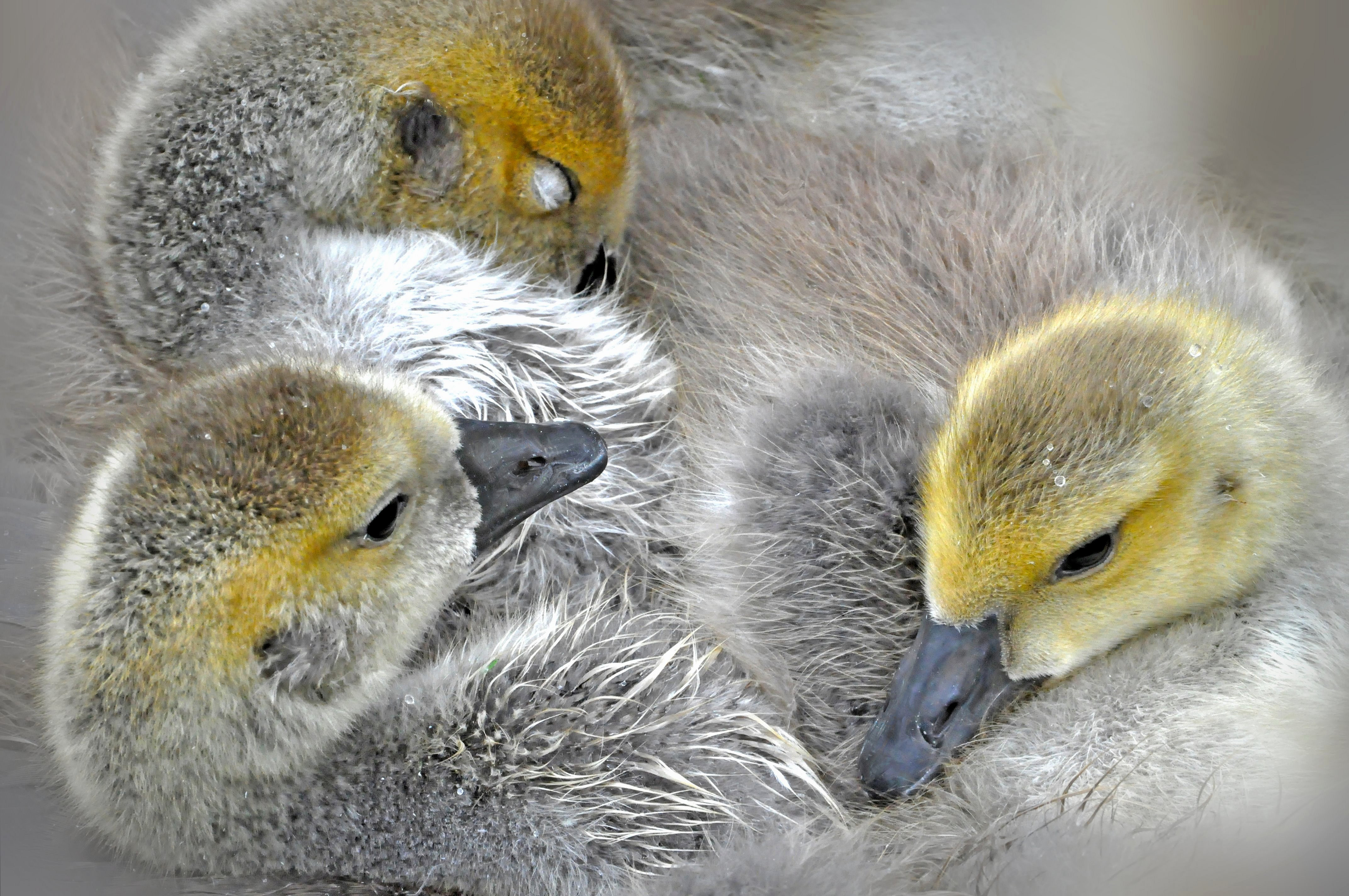 Download mobile wallpaper Birds, Bird, Animal, Duck, Duckling for free.