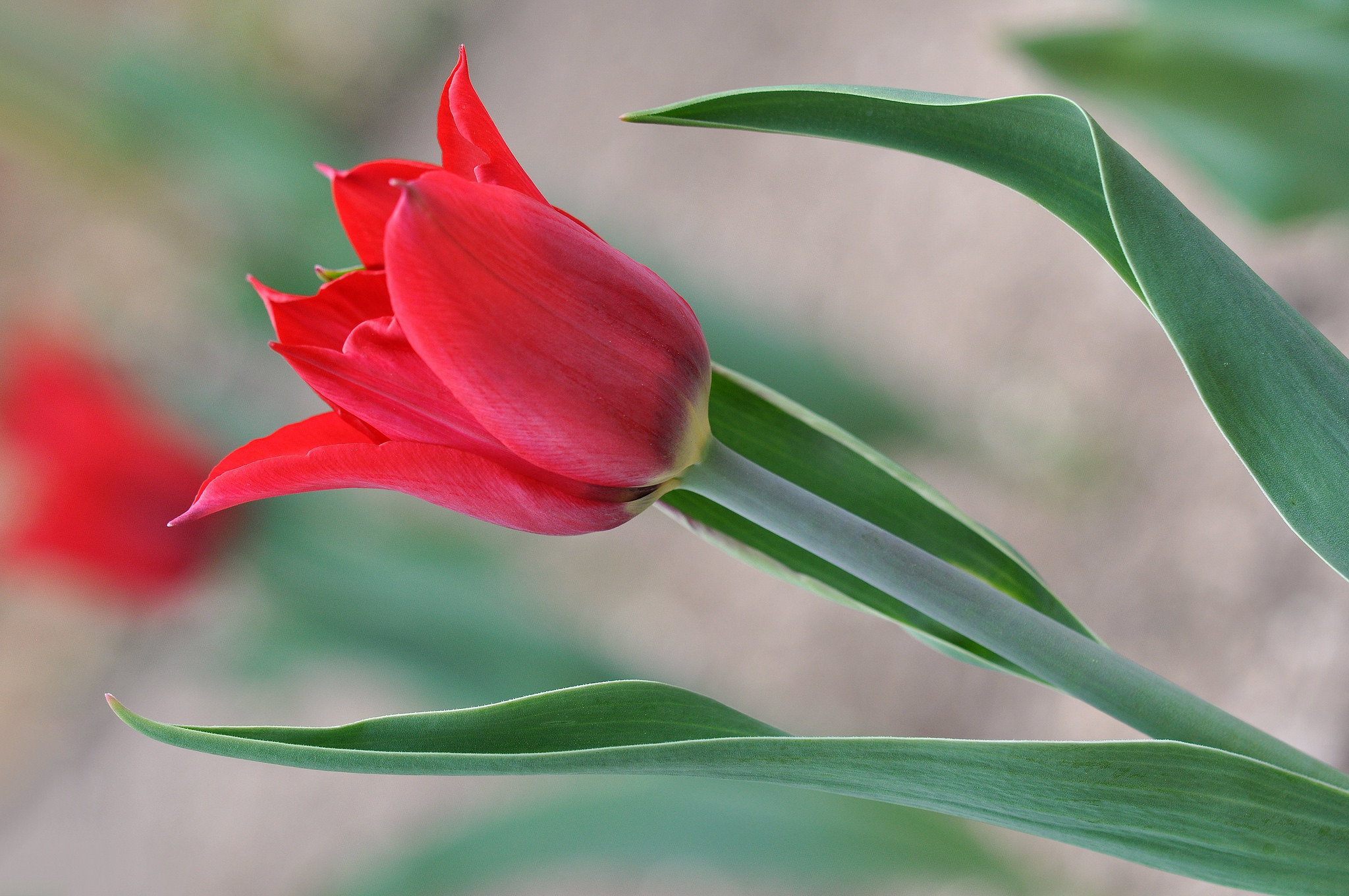 Download mobile wallpaper Nature, Flowers, Flower, Earth, Tulip, Red Flower for free.