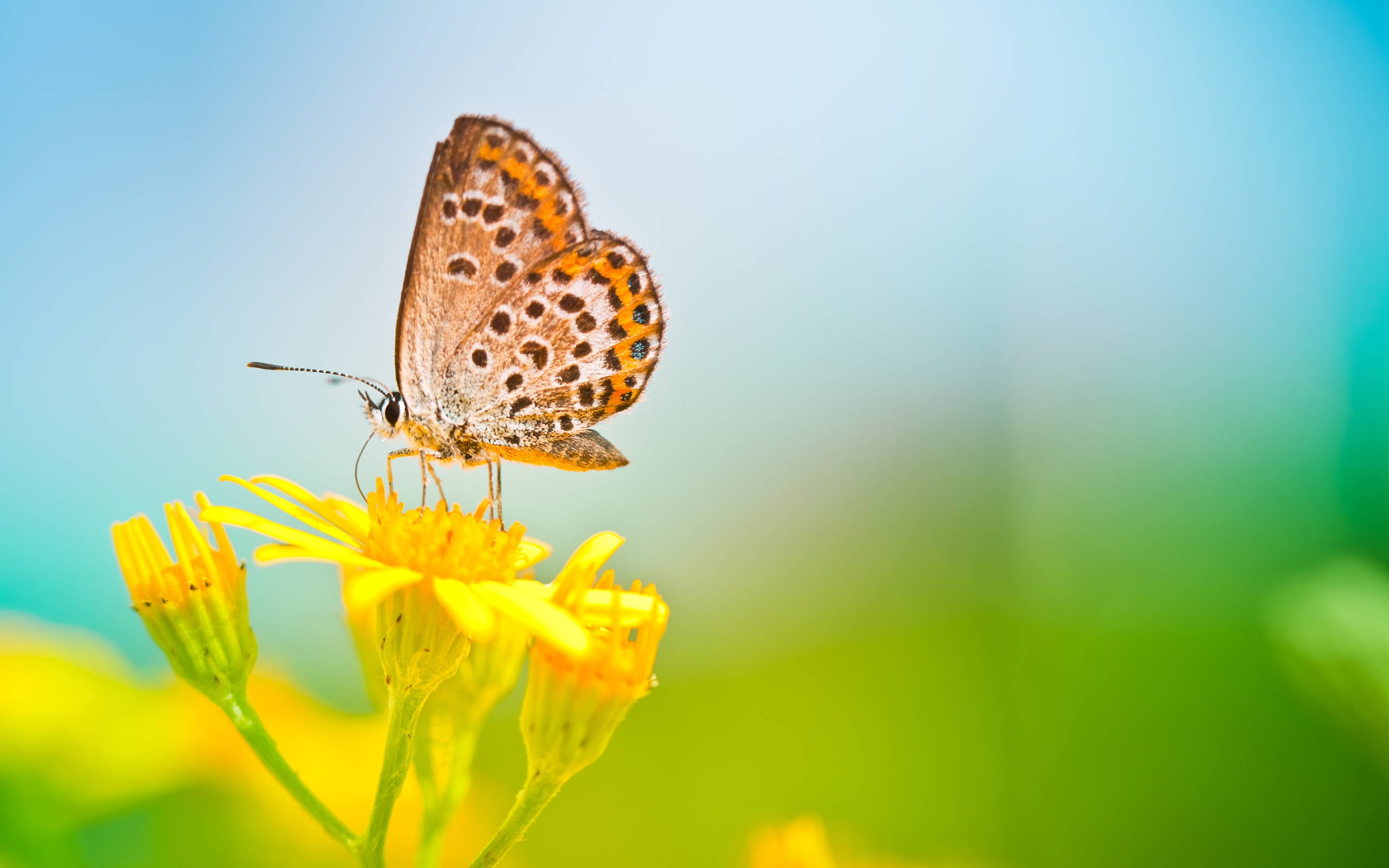 Download mobile wallpaper Butterfly, Animal for free.