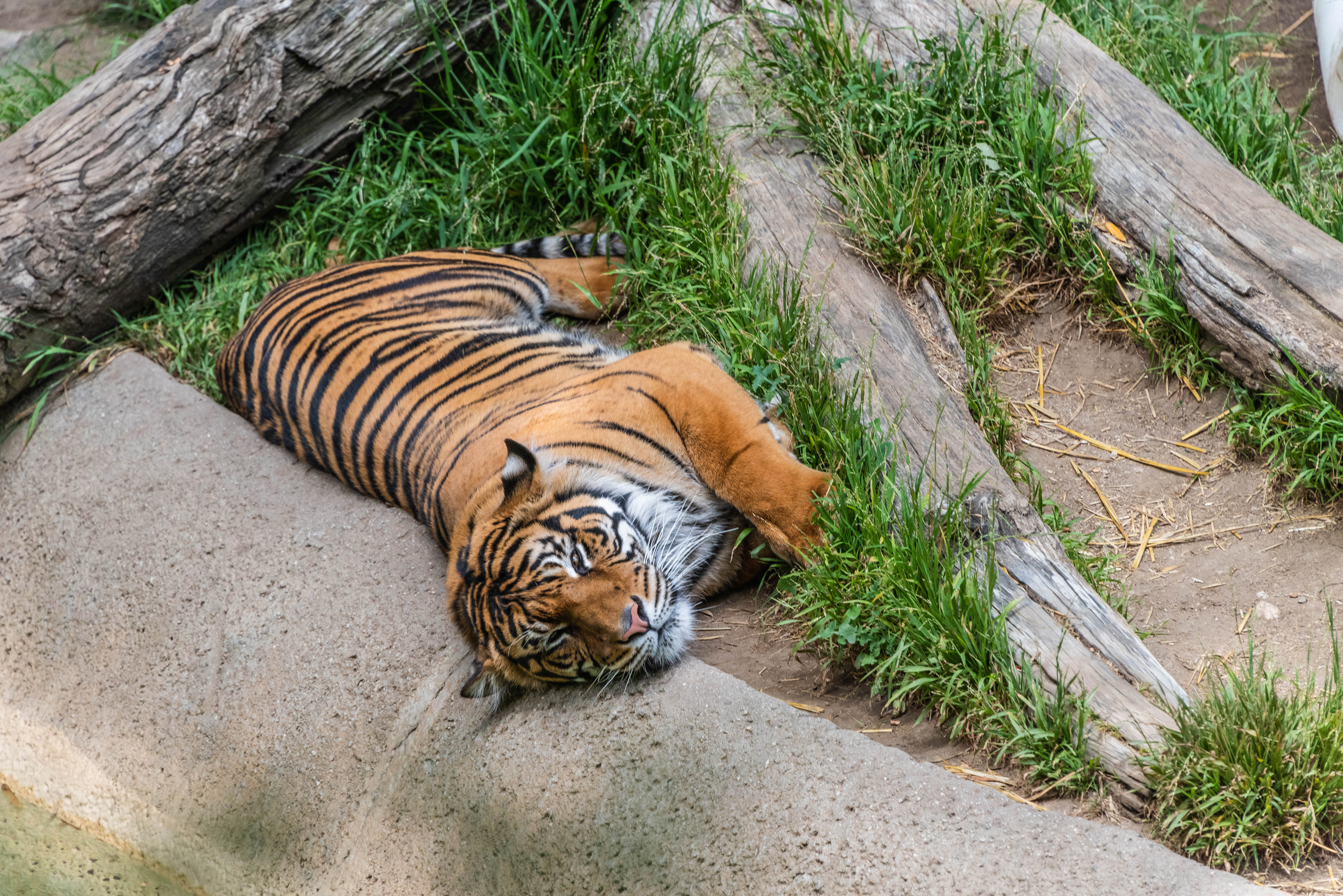 Téléchargez gratuitement l'image Animaux, Chats, Tigre sur le bureau de votre PC