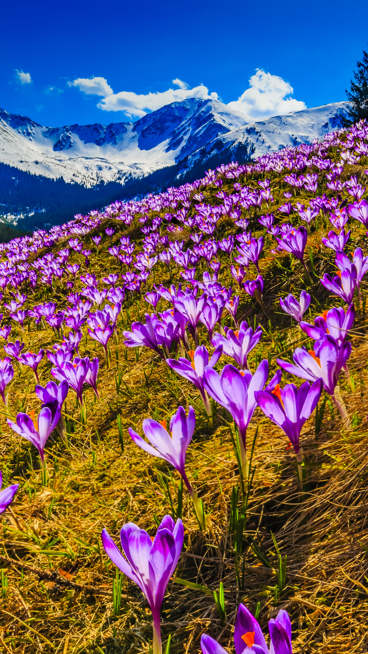 無料モバイル壁紙自然, フラワーズ, 花, 地球, 春, クロッカス, 紫色の花, ワイルドフラワーをダウンロードします。