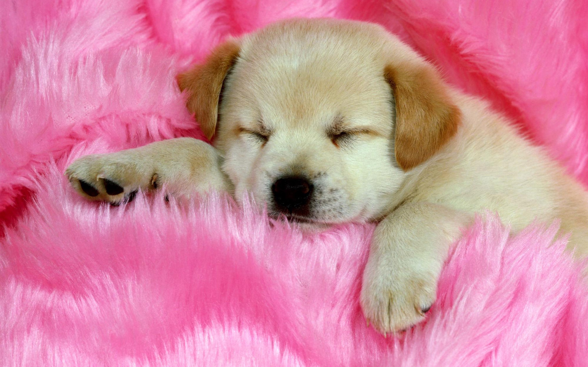 263206壁紙のダウンロード動物, ラブラドール, 可愛い, 犬, ピンク, 子犬, 睡眠-スクリーンセーバーと写真を無料で