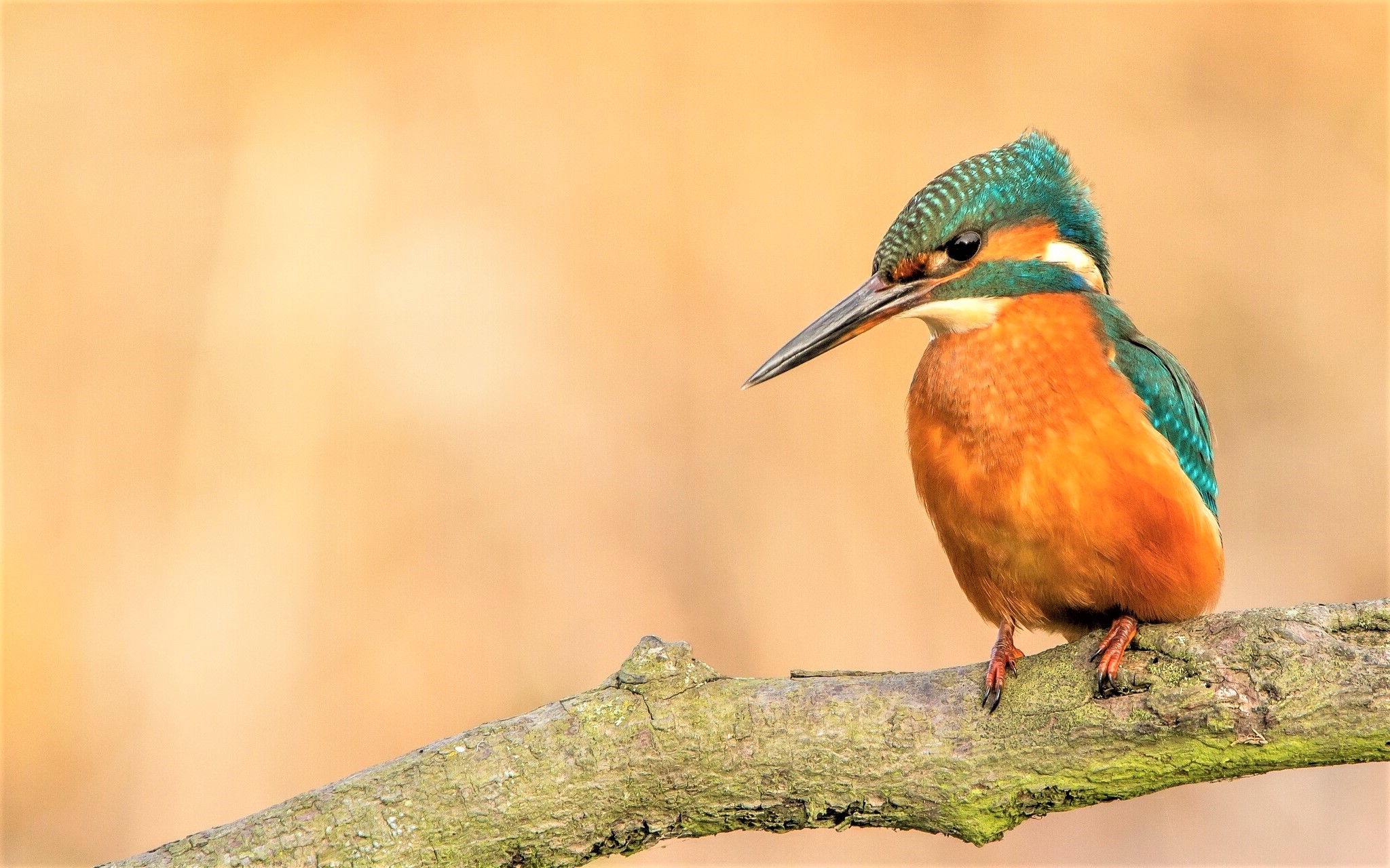 Download mobile wallpaper Birds, Bird, Animal, Kingfisher for free.