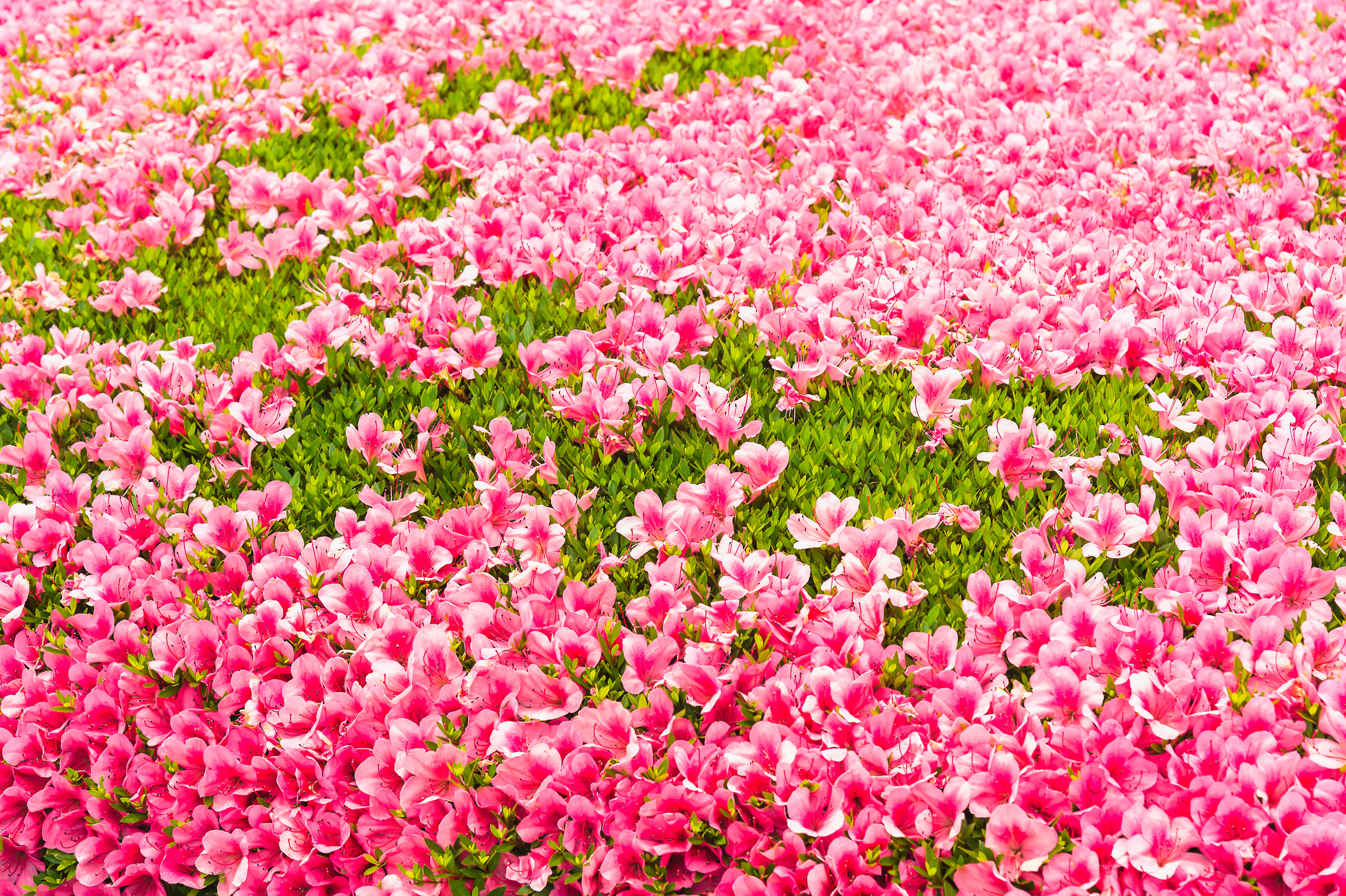 Handy-Wallpaper Natur, Blumen, Blume, Erde/natur, Pinke Blume, Azaleen kostenlos herunterladen.