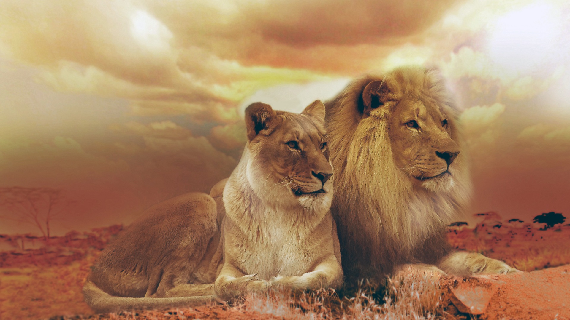 lion, africa, animal, couple, sunset, cats