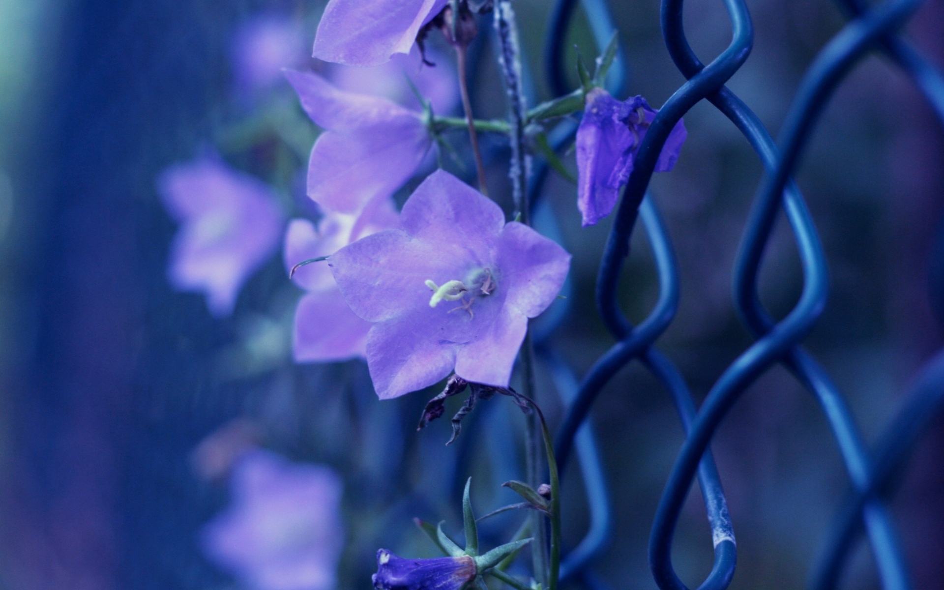 Téléchargez gratuitement l'image Fleurs, Fleur, Terre/nature sur le bureau de votre PC