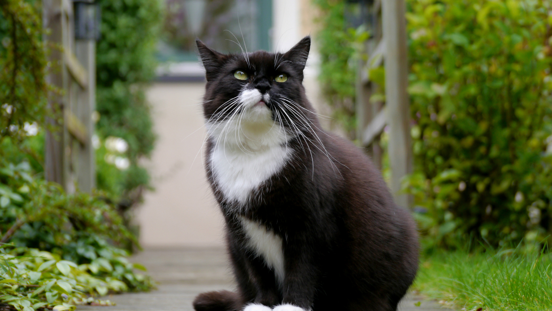 Handy-Wallpaper Tiere, Katze kostenlos herunterladen.