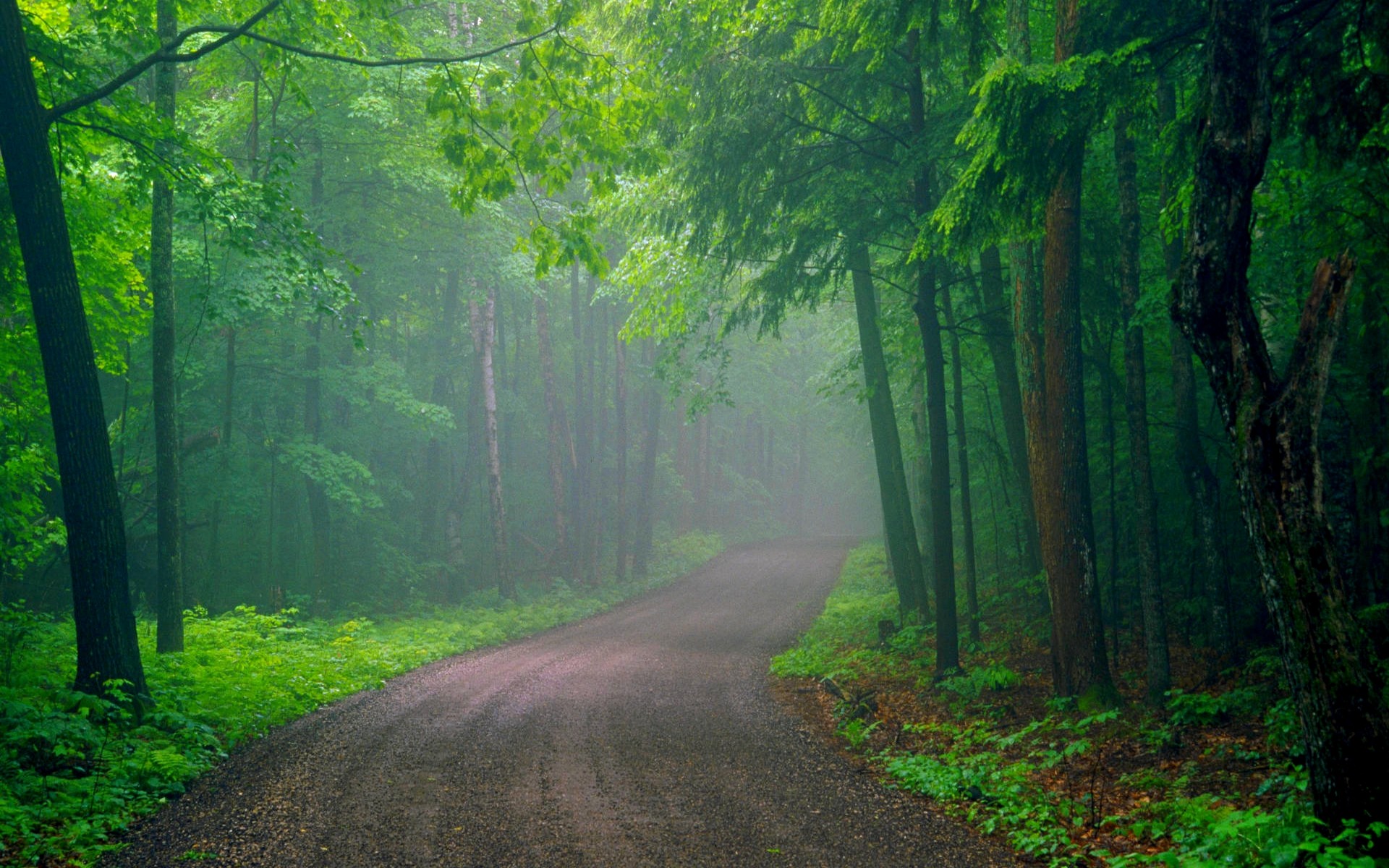 Скачать обои бесплатно Дорога, Лес, Дерево, Туман, Зеленый, Сделано Человеком картинка на рабочий стол ПК