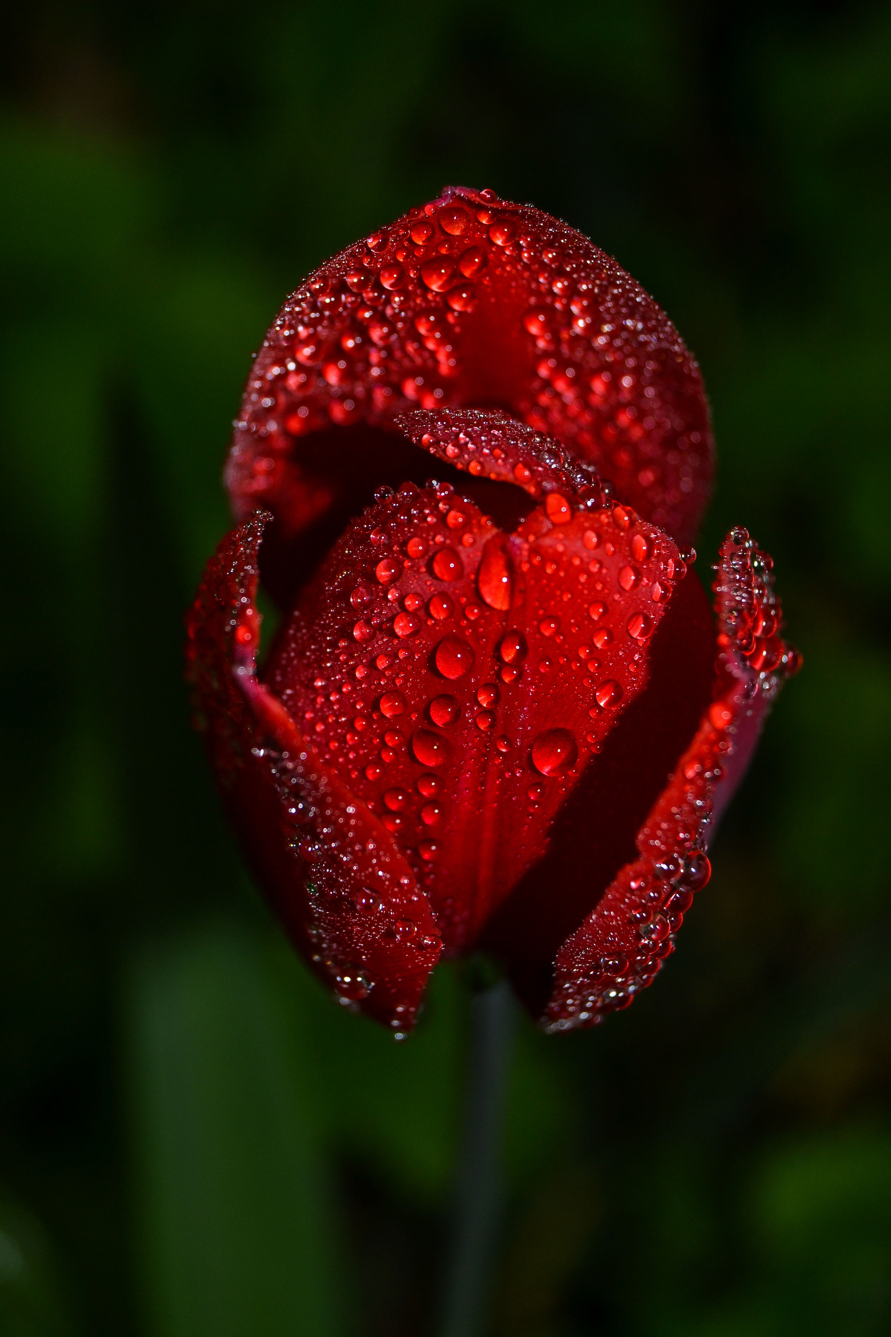 drops, flower, macro, tulip 32K