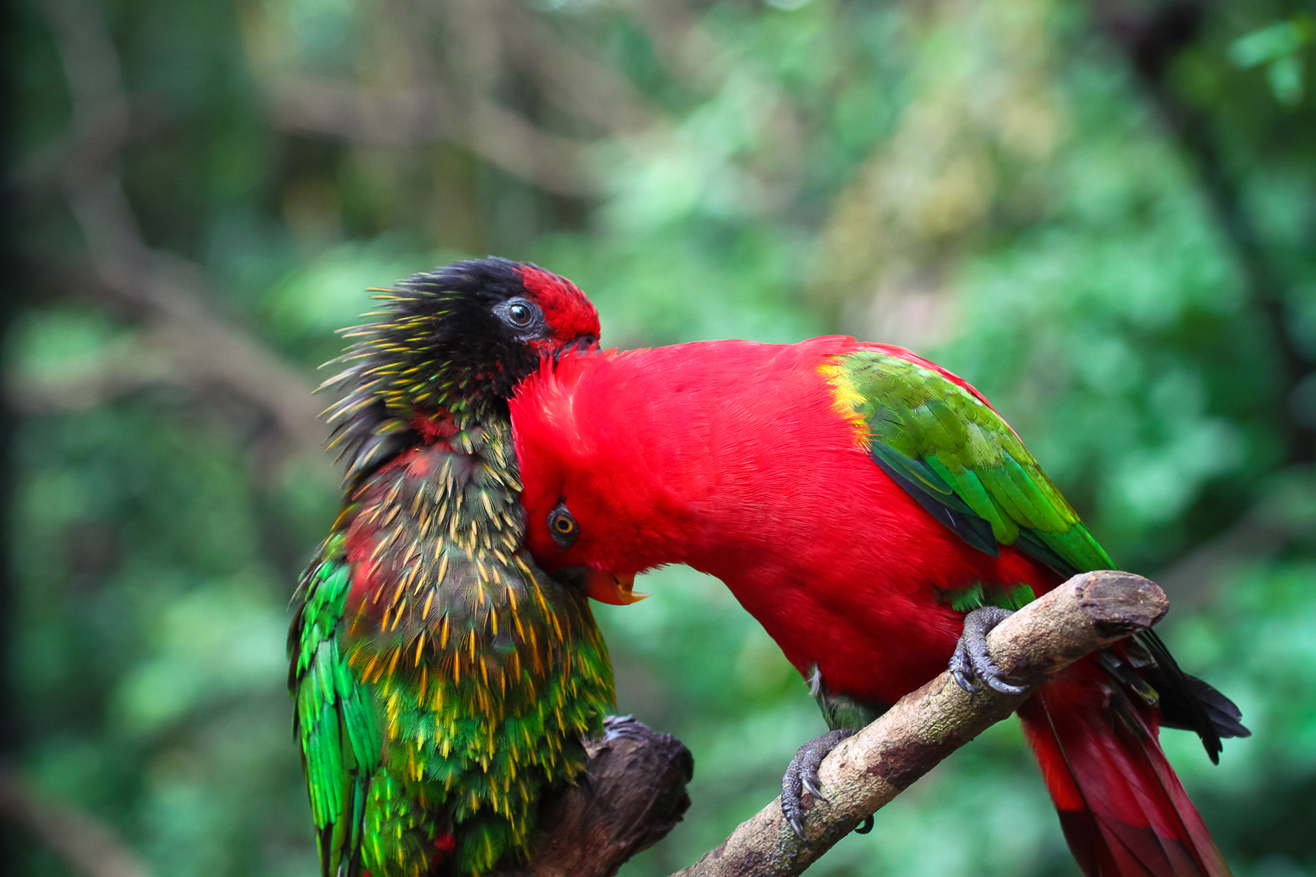 Laden Sie das Tiere, Vögel, Vogel, Paar, Farben, Bokeh, Papagei-Bild kostenlos auf Ihren PC-Desktop herunter